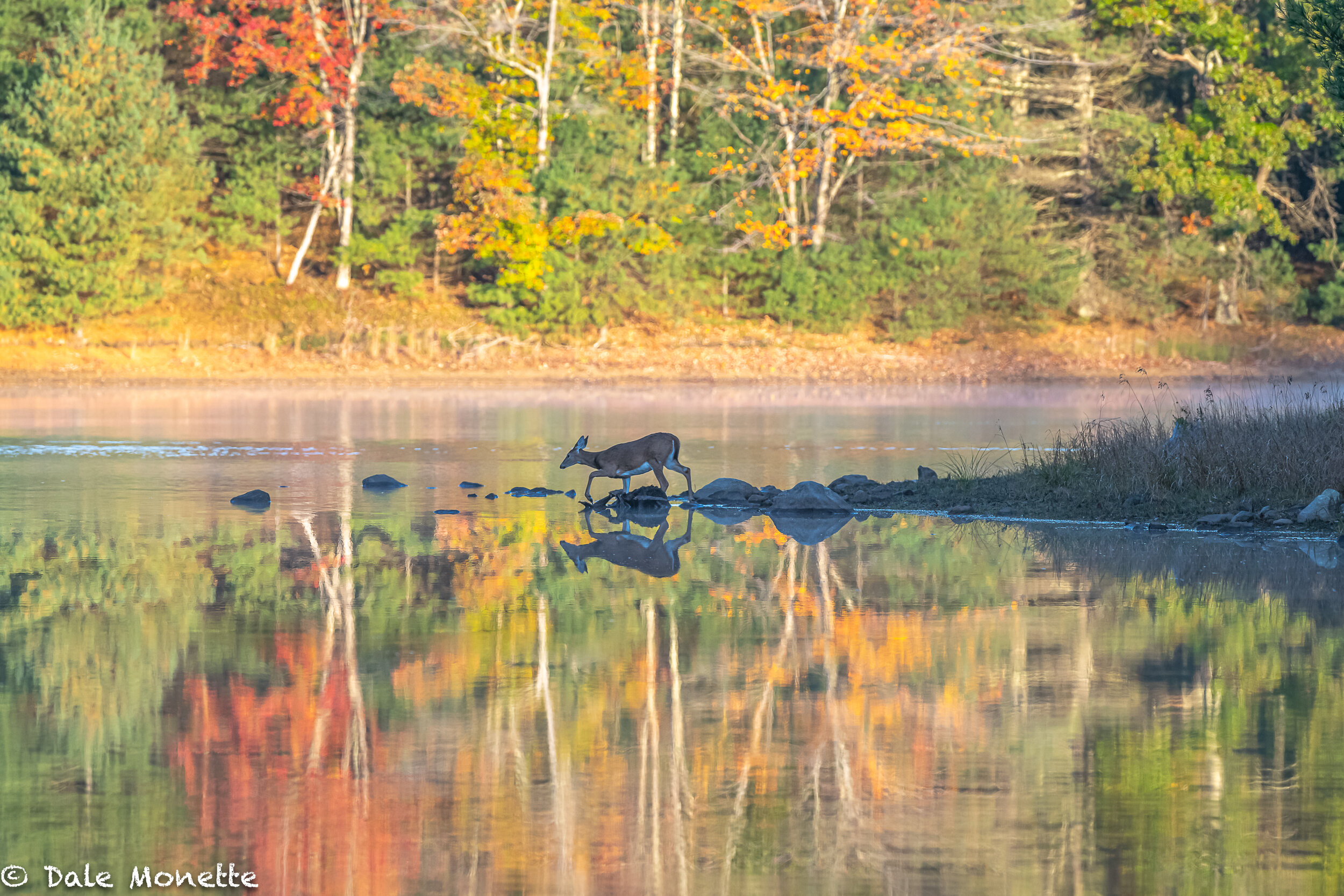   Early morning deer searching for a drink.  She’s in the right place!   After 2 years of back pain I am now pain free and can get far into Quabbin to get images like this with some patience. Life is good!  ..again  