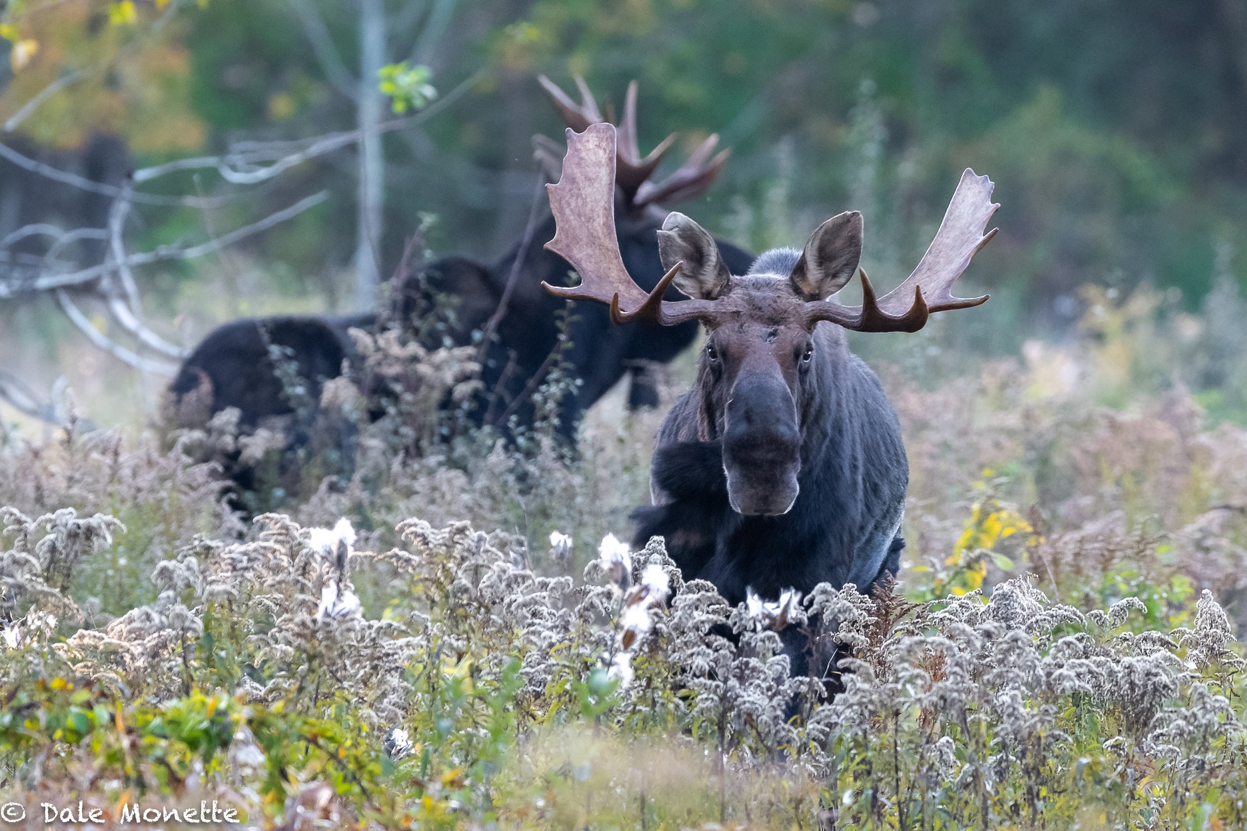   This morning I ran into these 2 bull moose browsing in a field in the north Quabbin area. One of them ran across the field to check me out!  500mm Nikon f4 lens on my D850 camera made it look like I was way to close, but I was 90 yards away.  