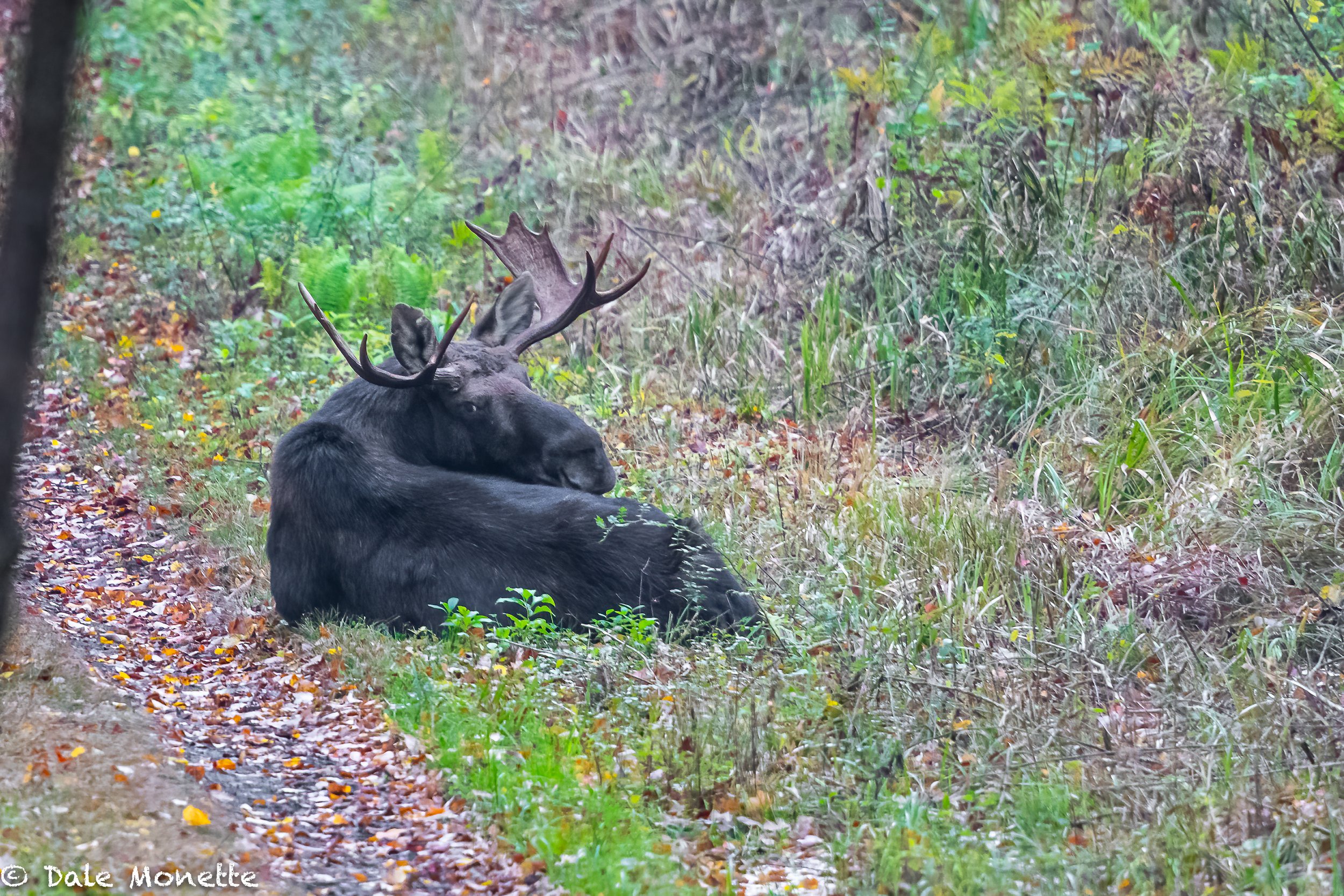   Heres something you don’t see often. A bull moose bedded down right by the road!  I watched him for about 45 minutes before he went off the road and into a small bog.  