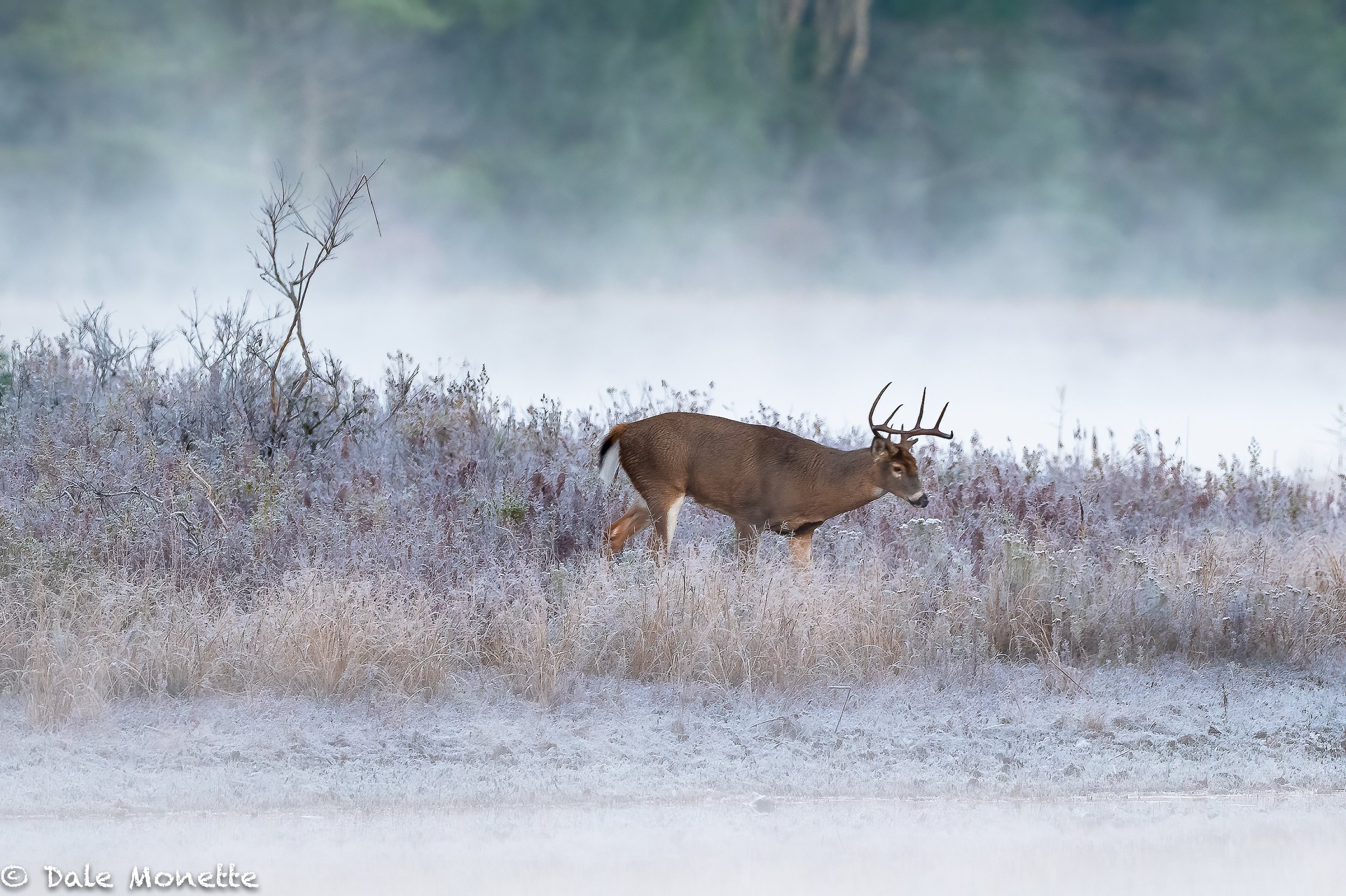   This week the fog has been covering the Quabbin every morning.  This was an hour wait to get this guy as the fog started to left.  