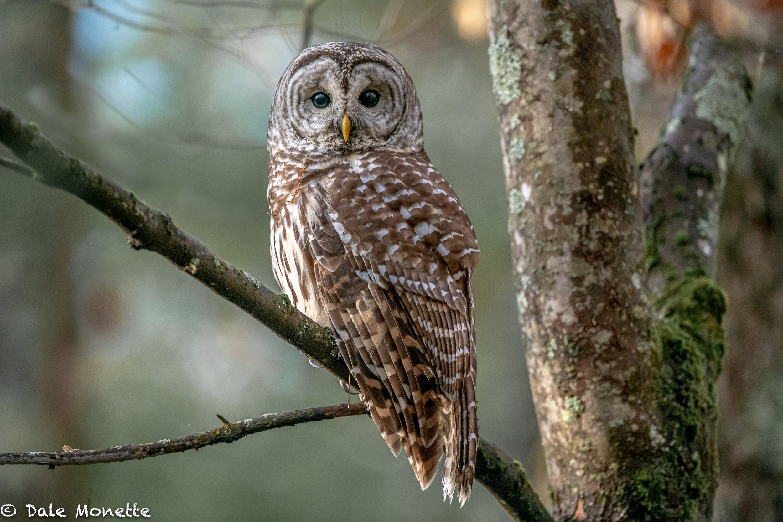   This barred owl flew across the road right in front of me.  He was looking for breakfast.  I made a few images out the car window with the bean bag on the glass and away I went not disturbing his hunt.  