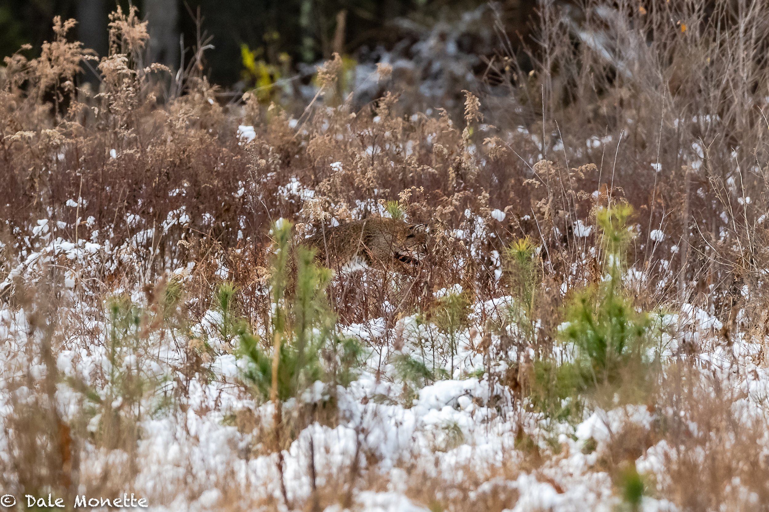   EYE TEST. !    I spent 50 minutes watching this bobcat catching mice in a field in northern Quabbin this morning.  He didn’t even offer me any !  