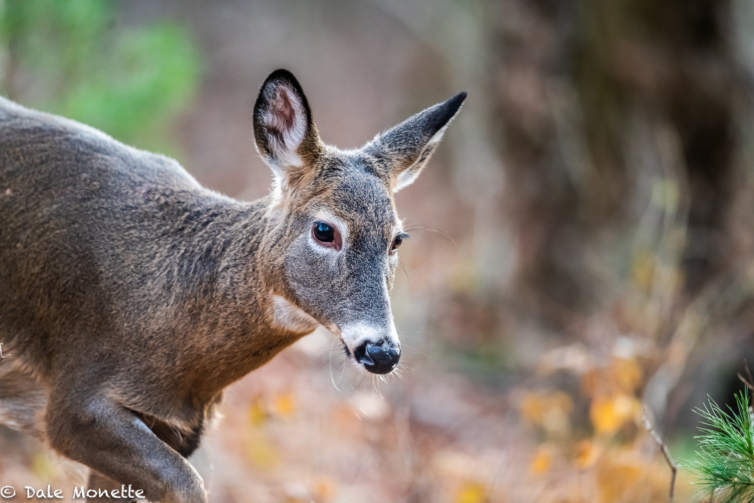   A  giant buck jumped across the road in front of me yesterday. Feeding along side the road was this cute little doe with not a care in the world.  Taken at 30 feet away with a 600mm Nikon f4 lens!    