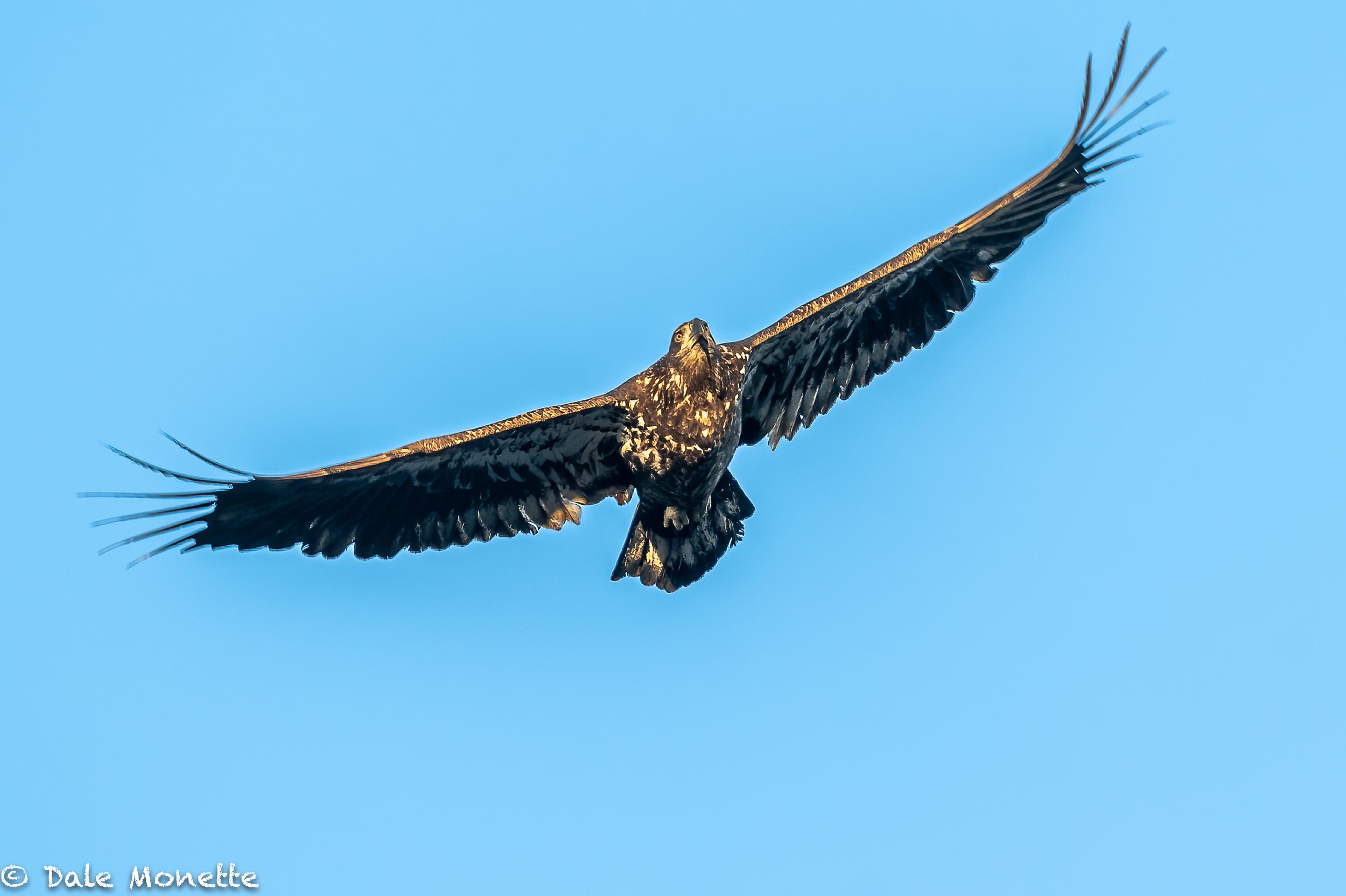   The eye in the sky !  This immature bald eagle was soaring over the loons at Quabbin and they were calling so loud you could hear them all over the north Quabbin !  
