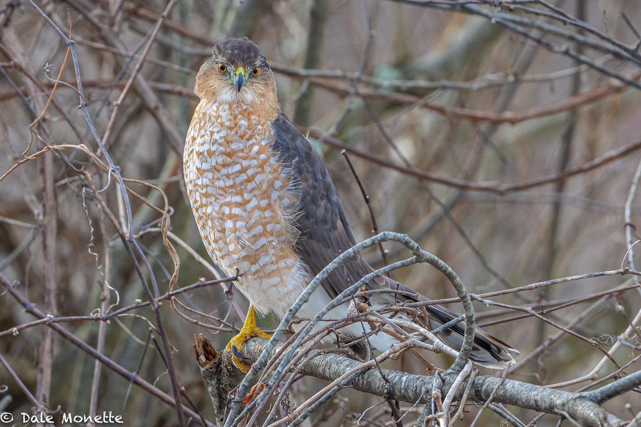   I tried my new toy on this beautiful Coopers Hawk hunting along the edge of a stream in a thicket.  My toy is a new Nikon Z 9 camera… and I love it !    