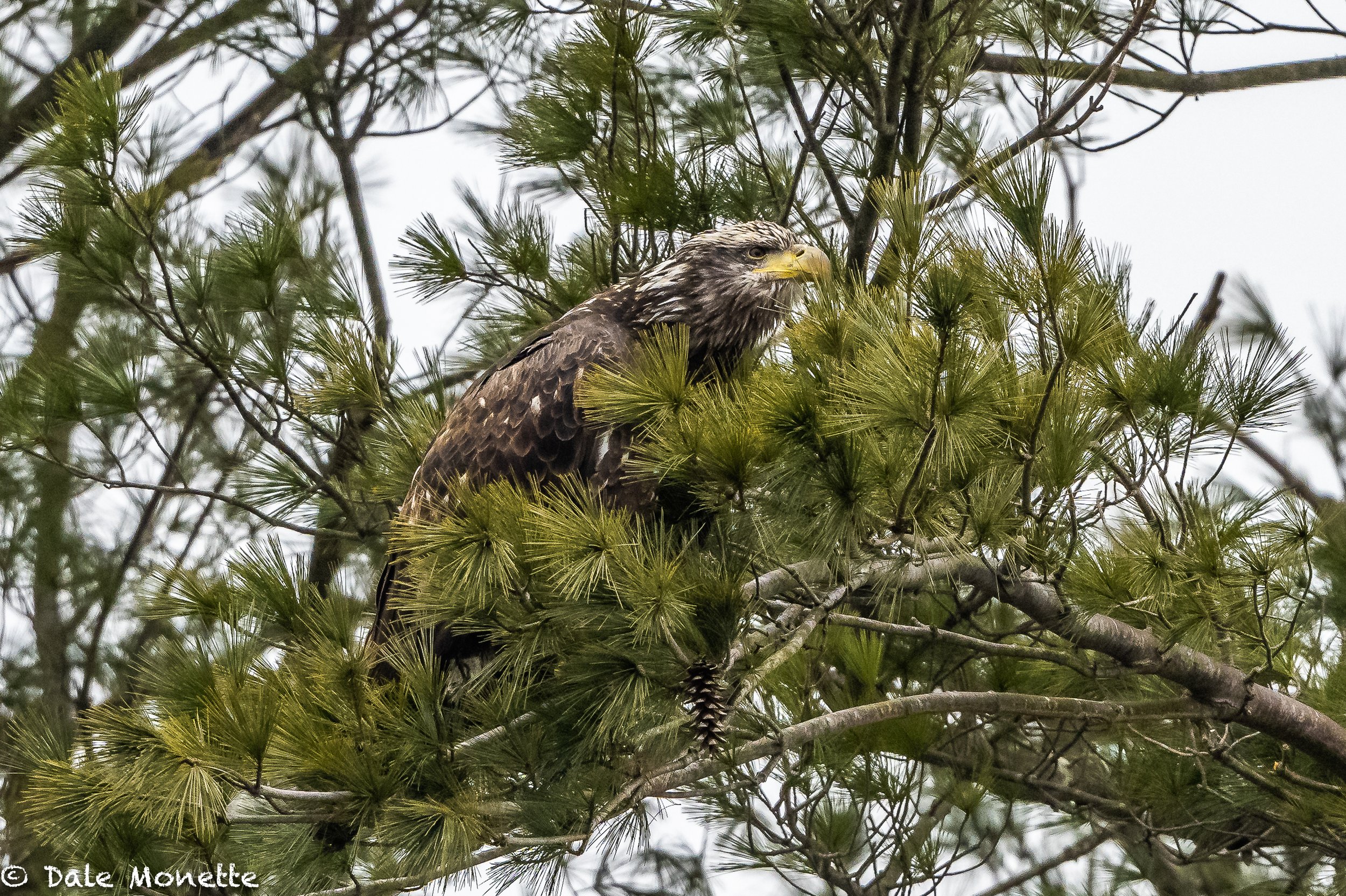   I found this 4 1/2 year old bald eagle watching a flock of ducks this afternoon. Note the beak almost full yellow as well as his head will be fully white this summer.   