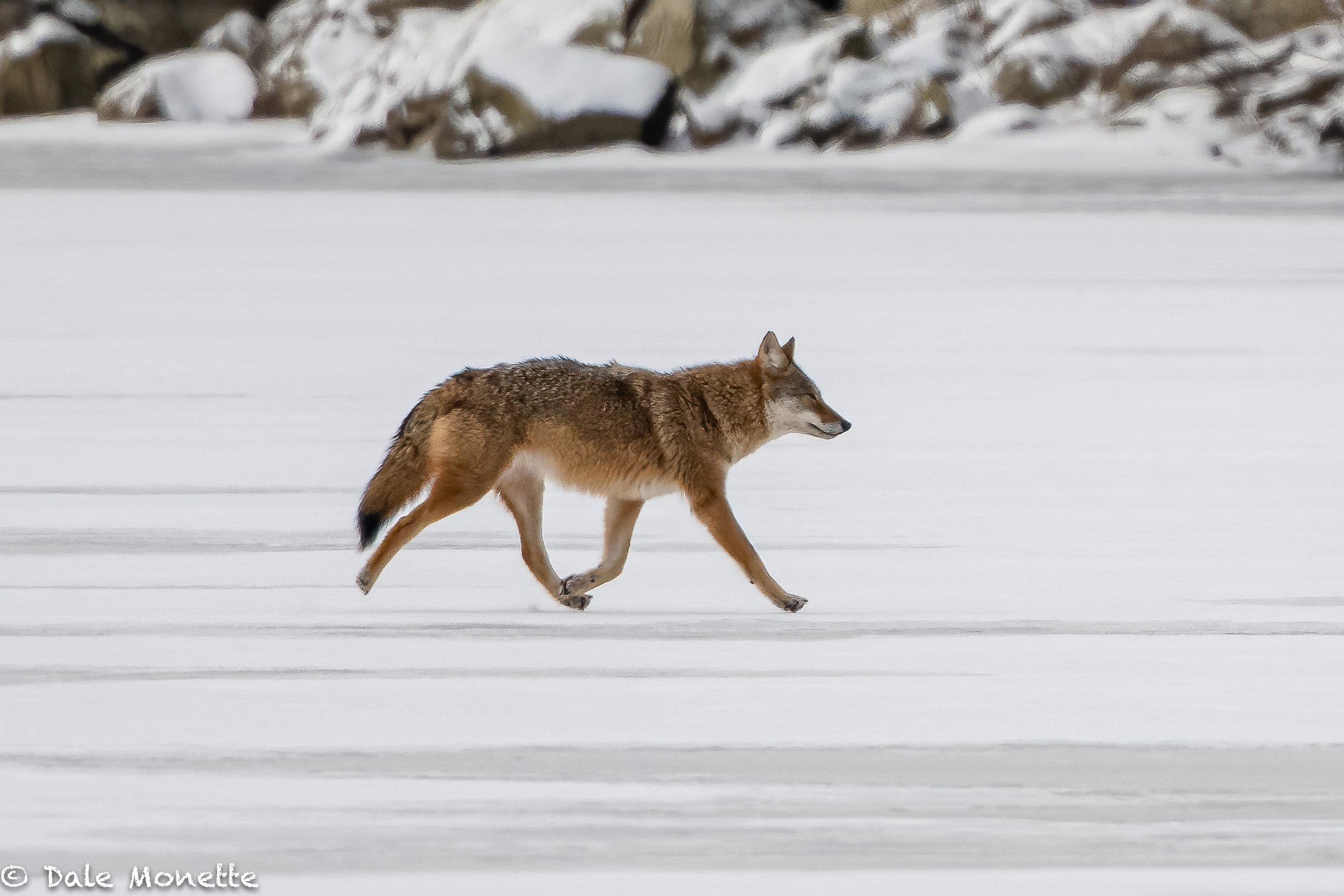   Nothing like finding not 1, but 4 coyotes in the morning.  Three on the ice and one on my way out of the woods….. Its coyote mating season and they are busy!  especially the males.  This guy was almost floating along.  