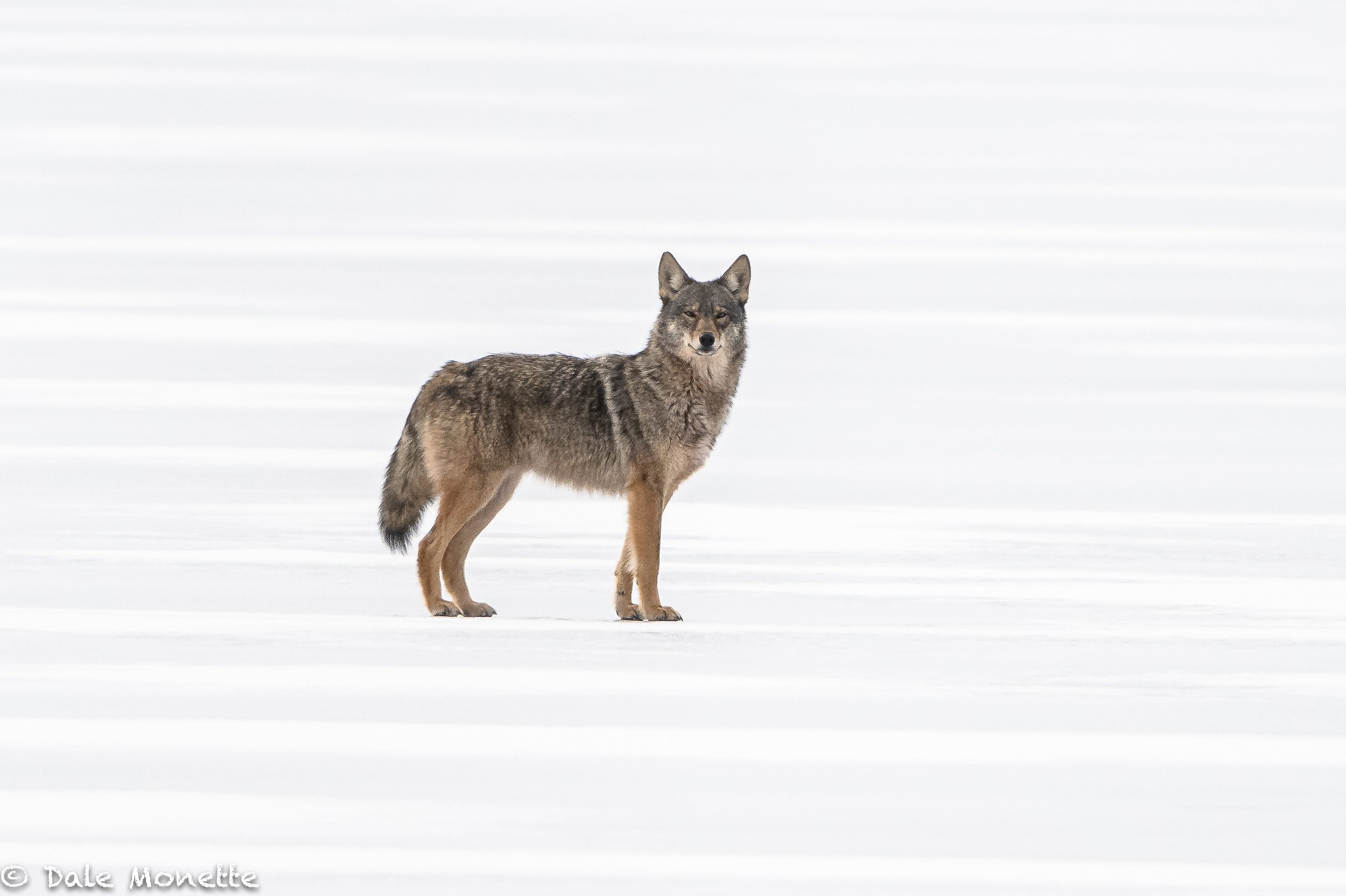   Three coyotes on the Quabbin ice last week. Here’s one that got a whiff of my. scent because the wind was blowing right towards them as they crossed the ice.  A wild look if I’ve ever seen one.  