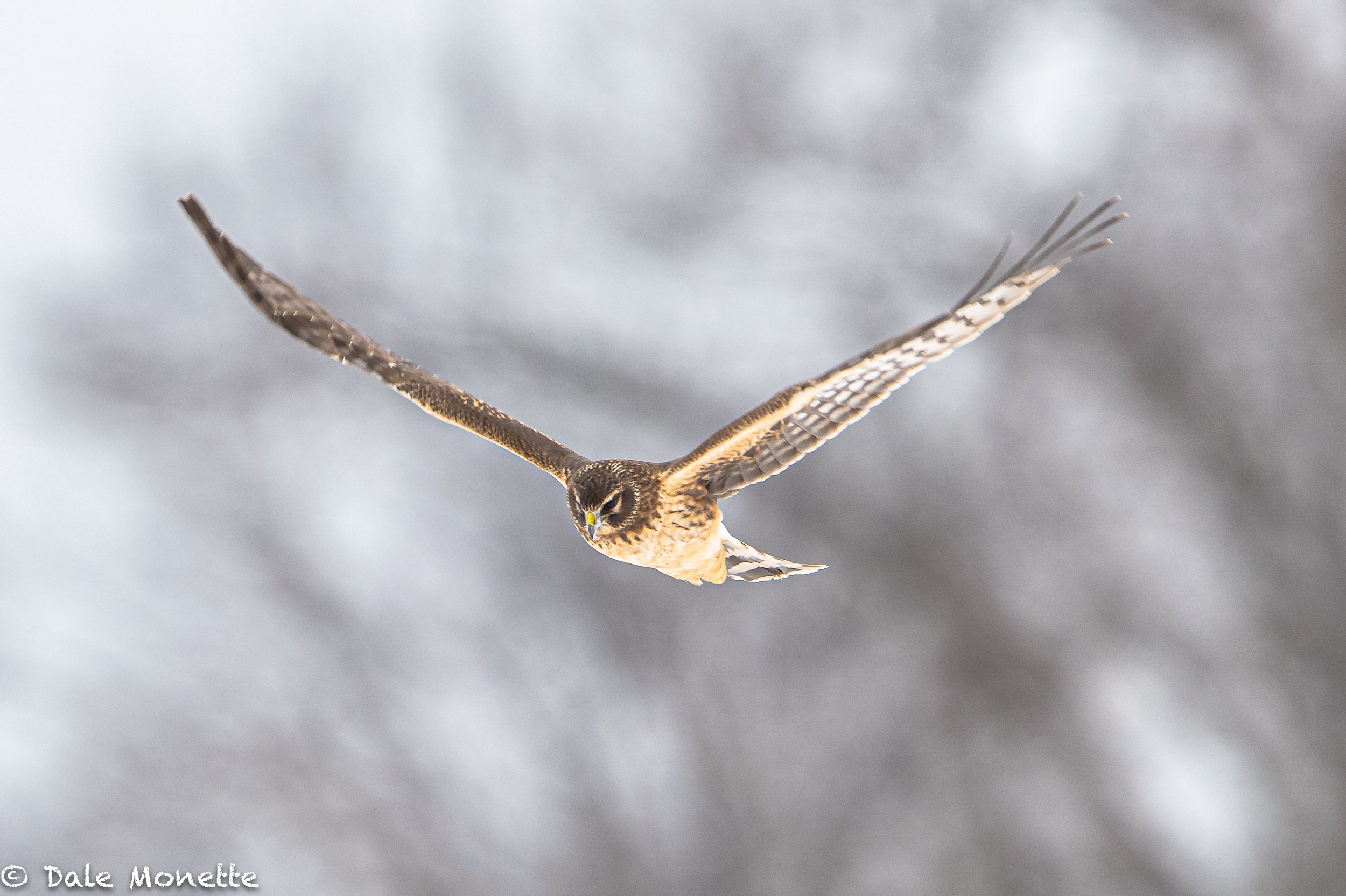   Seems the only time to make images of these magnificent raptors  in western Massachusetts is in the winter months as they hunt the big fields along the CT River.  They do not nest here.  Northern Harrier, female….the males are gray.    