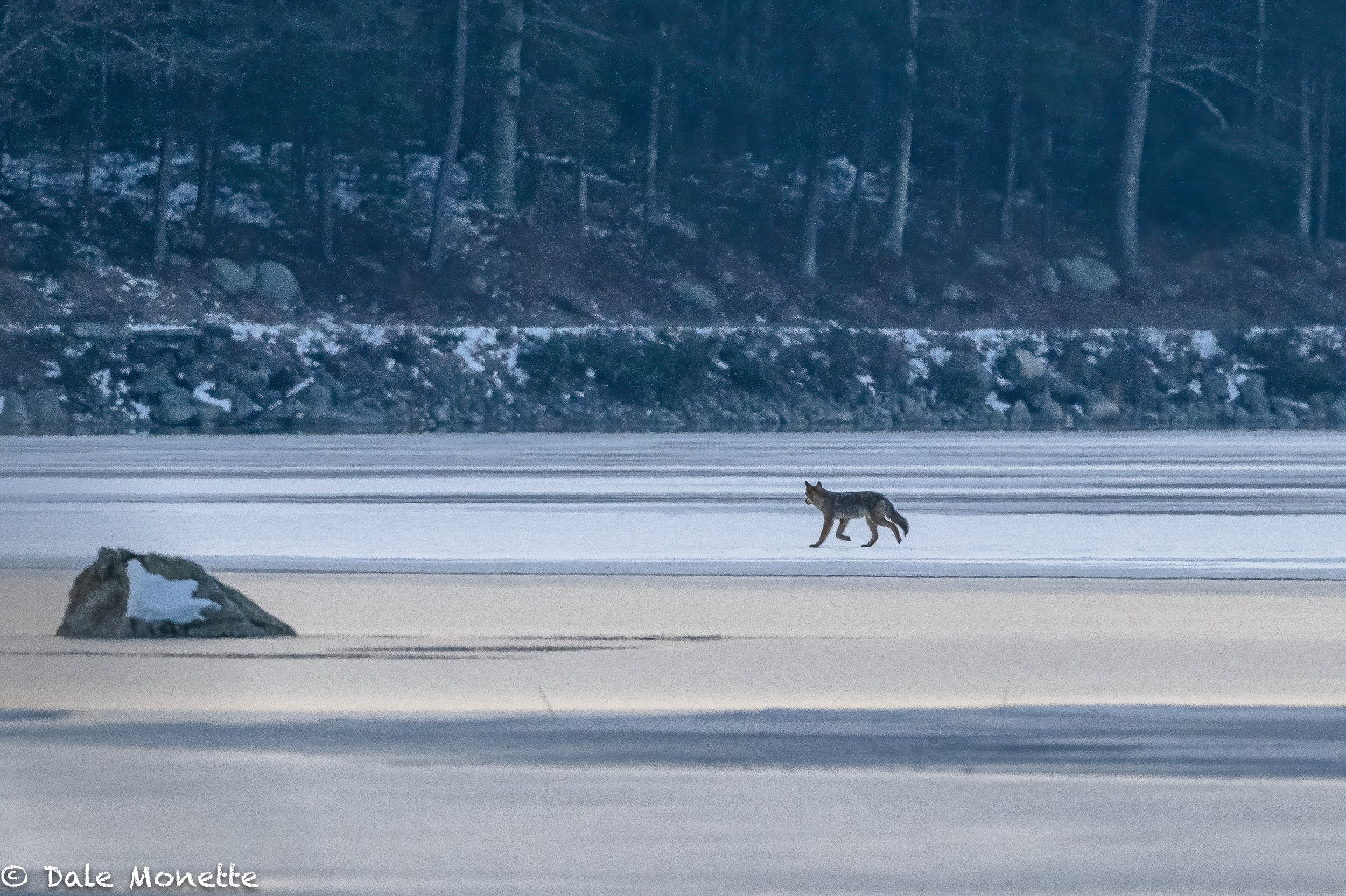   The last of the Quabbin ice this year.  I found this eastern coyote running along early in the morning a few days ago. Probably the last ice he will be able to cross until next winter.  