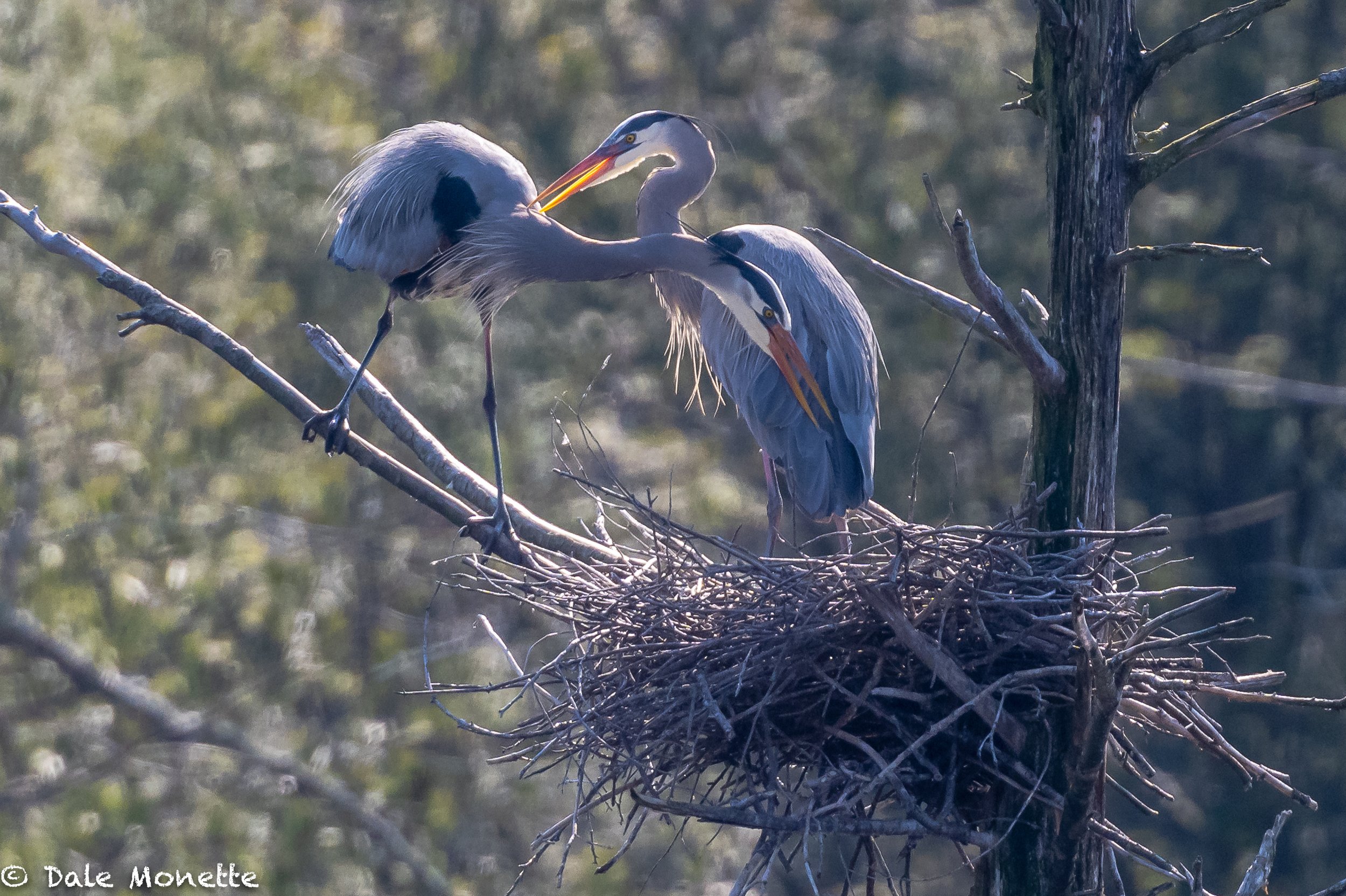   Surprise !  I found 5 of 7 heron nests occupied this morning!  3 days ago there were none in sight.  Let the fun begin.  I love watching these big birds. They are preening each other here.  