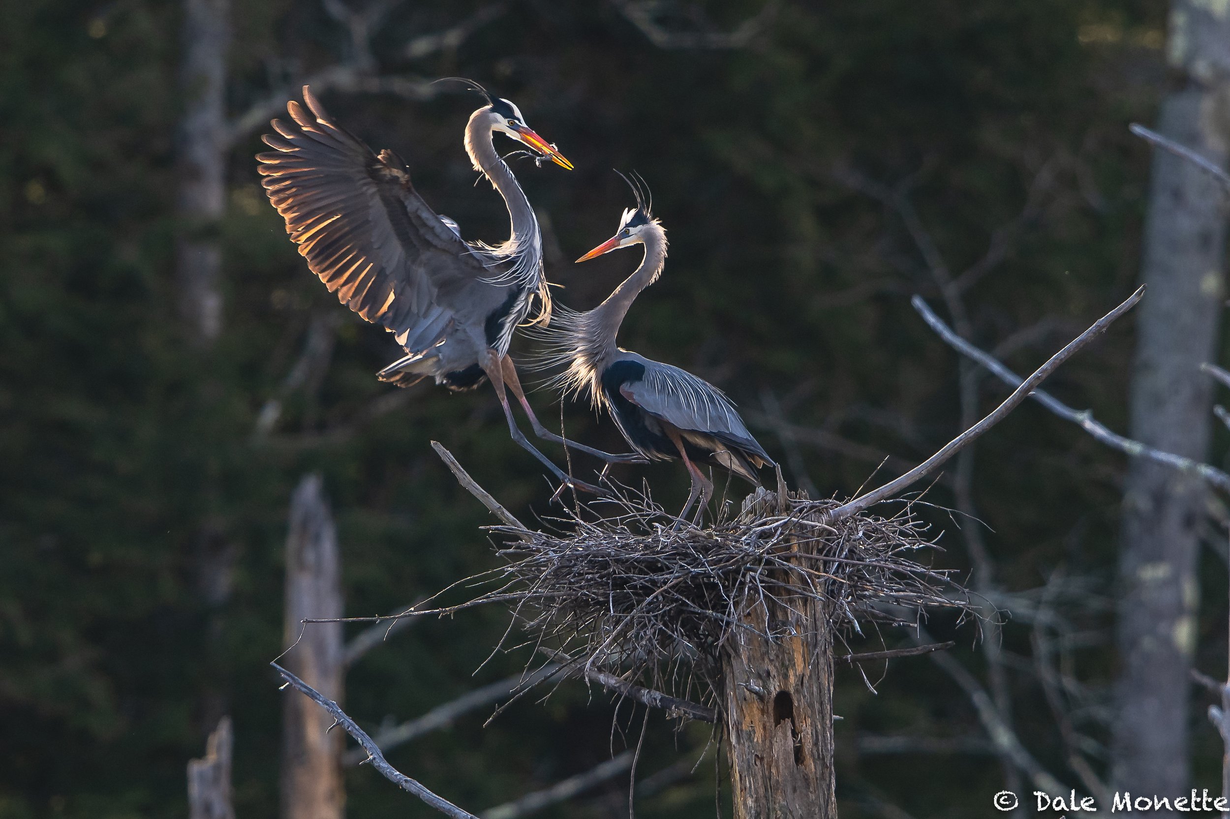   Nest building time for great blue herons, in this case just fixing up from the winter winds. Nikon Z9, Nikon 600mm f4 ed ...... backlit from the early rising sun.  