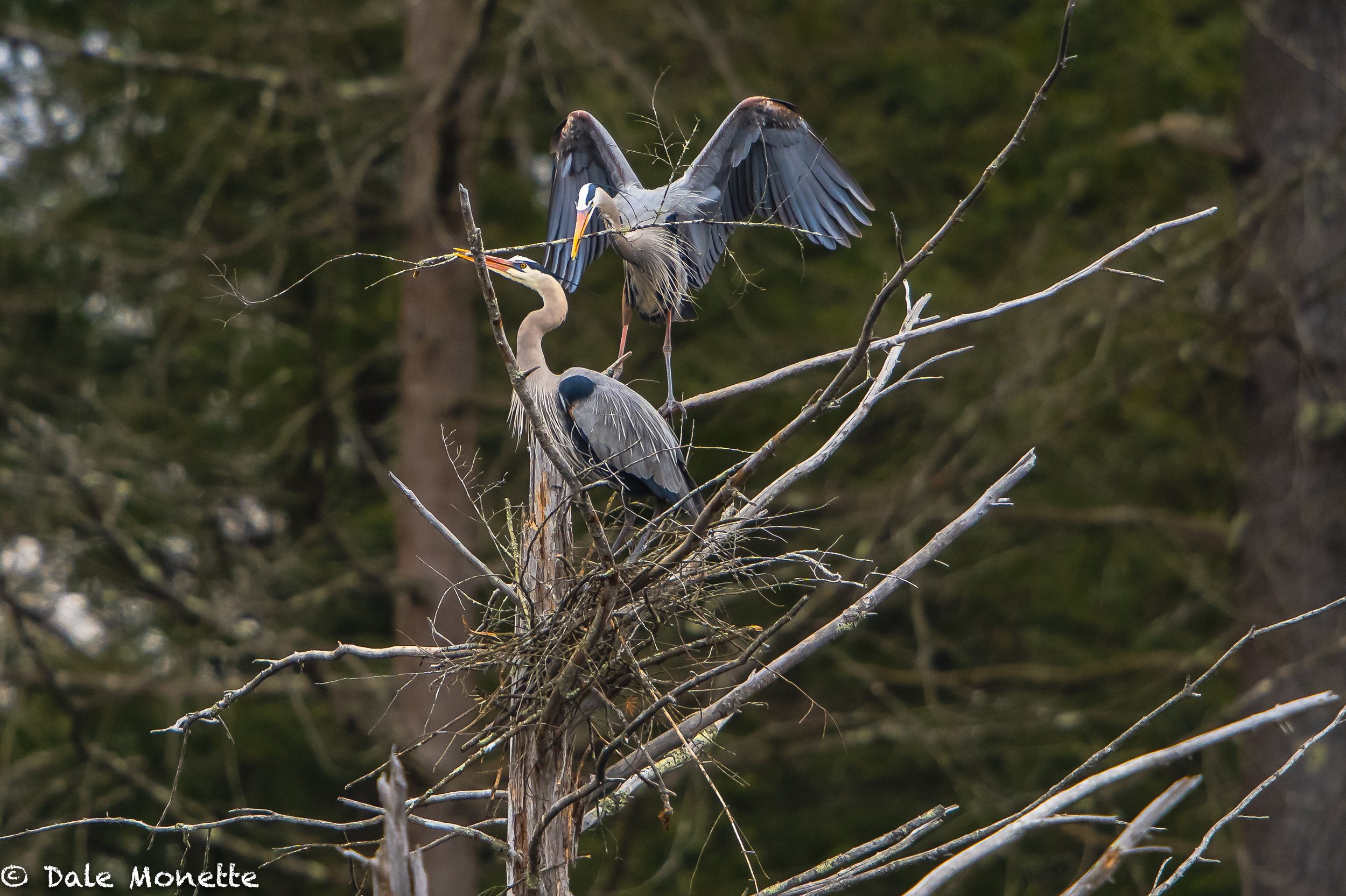   I was happily surprised yesterday morning when I found 2 new nests being built in the heron rookery I have been watching for almost 3 years.  That puts the number up to nine active nests now :)  