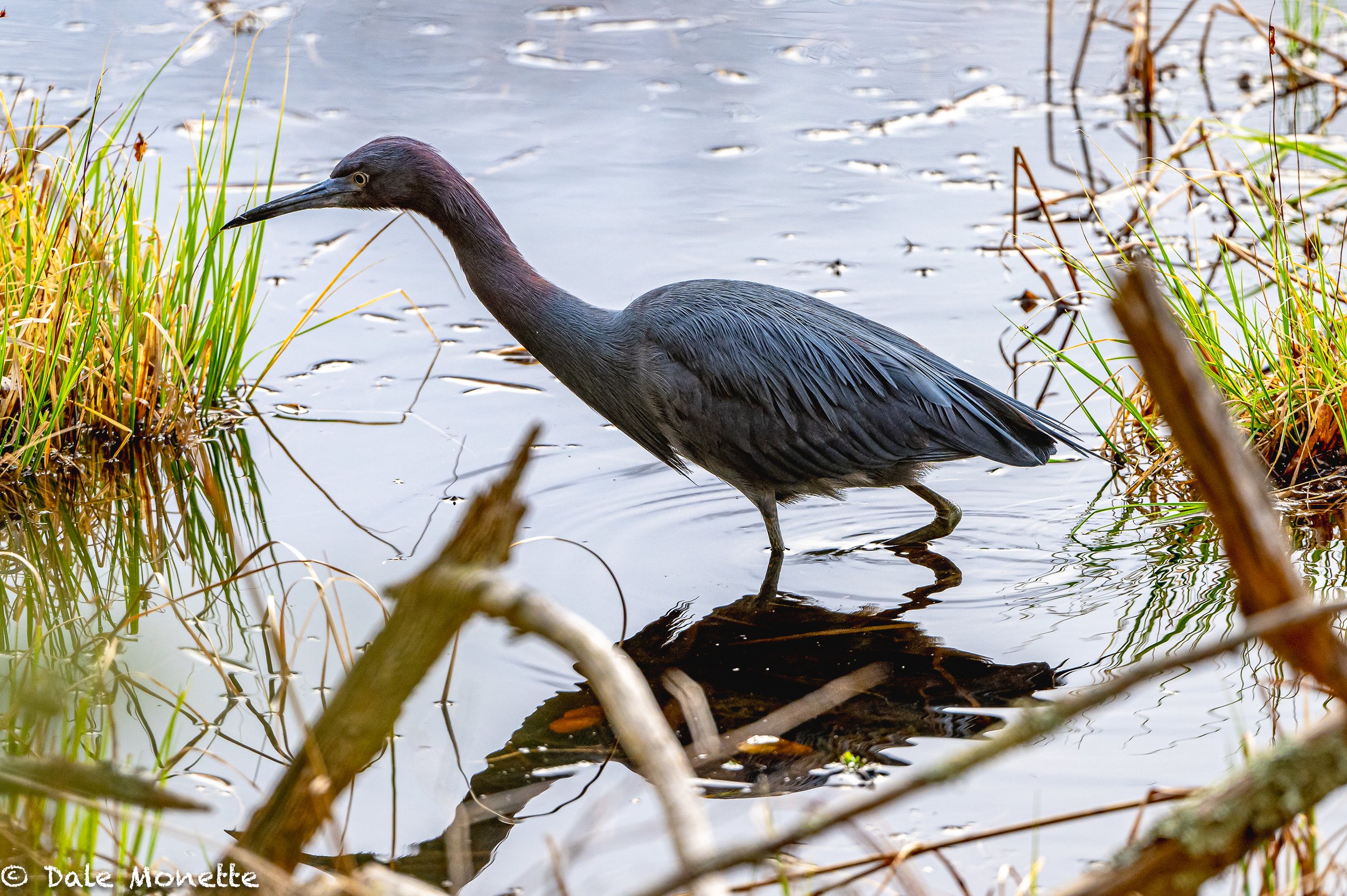   A great find!  A little blue heron,  quite rare in western Massachusetts was found in Northfield.  So I went up and found it in about 20 minutes. What a great colored bird. A little larger than a green heron.  4/14/22  