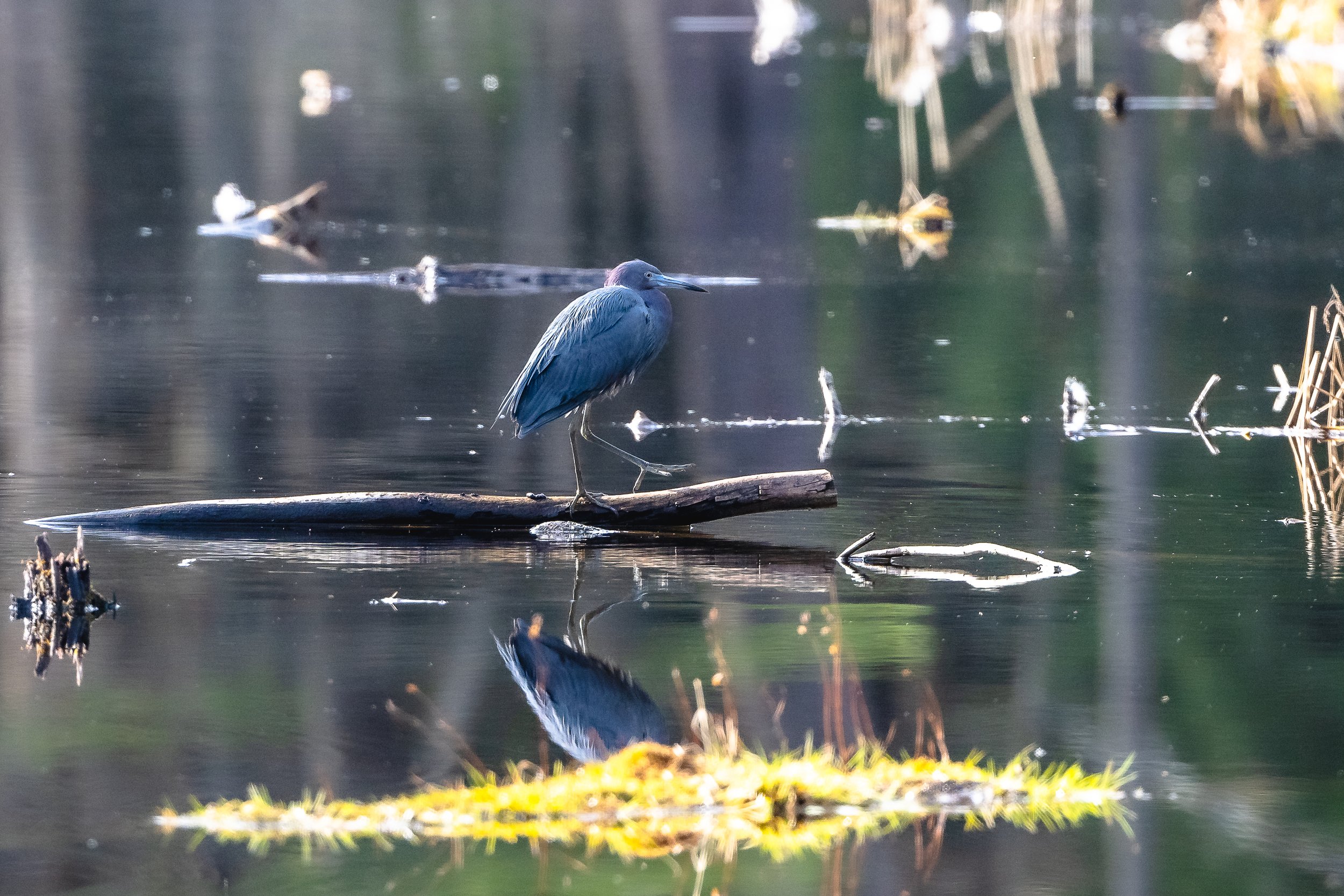   Another view of the Northfield MA little blue heron.  I made  600 images in the 90 minutes I was there!    