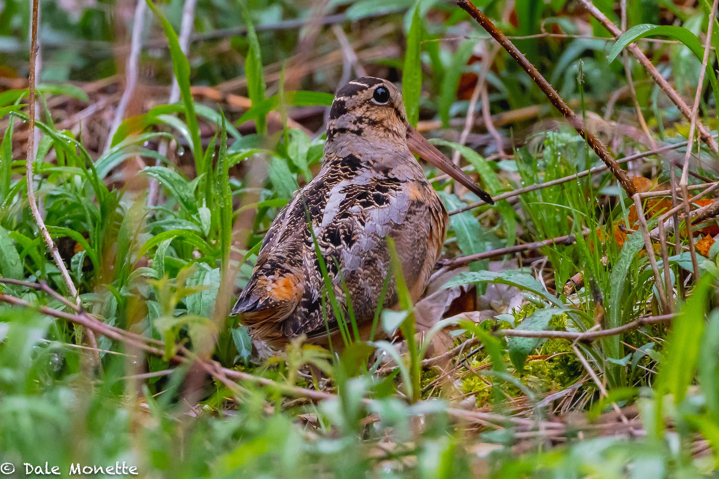   This woodcock was strutting across the road yesterday so I had to stop and make this image of it!  Great birds…. that eat worms!    