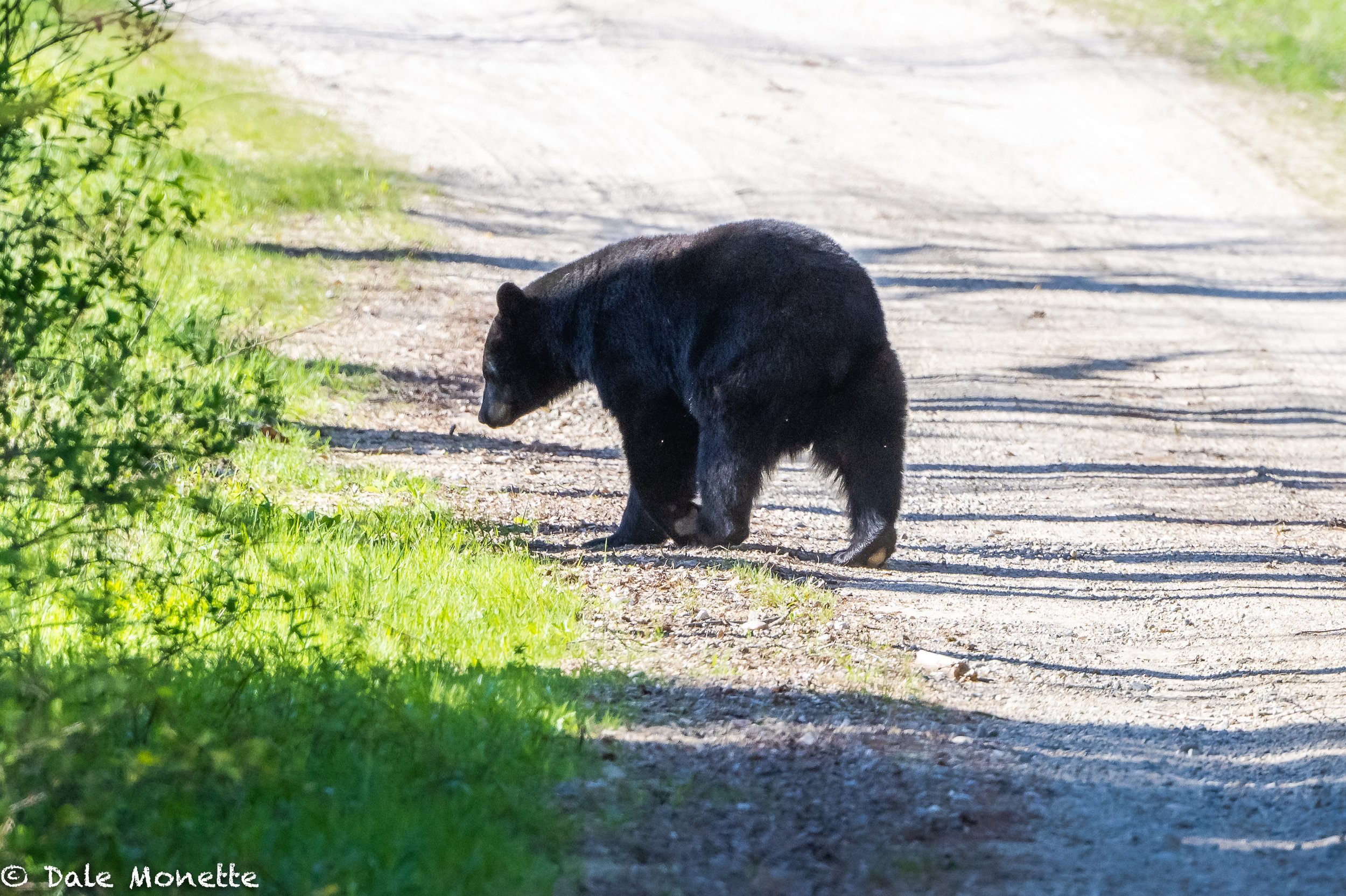   It seems that every where I go I run into a black bear. Course their mating season is May and June so big guys like this are on the prowl for love….  