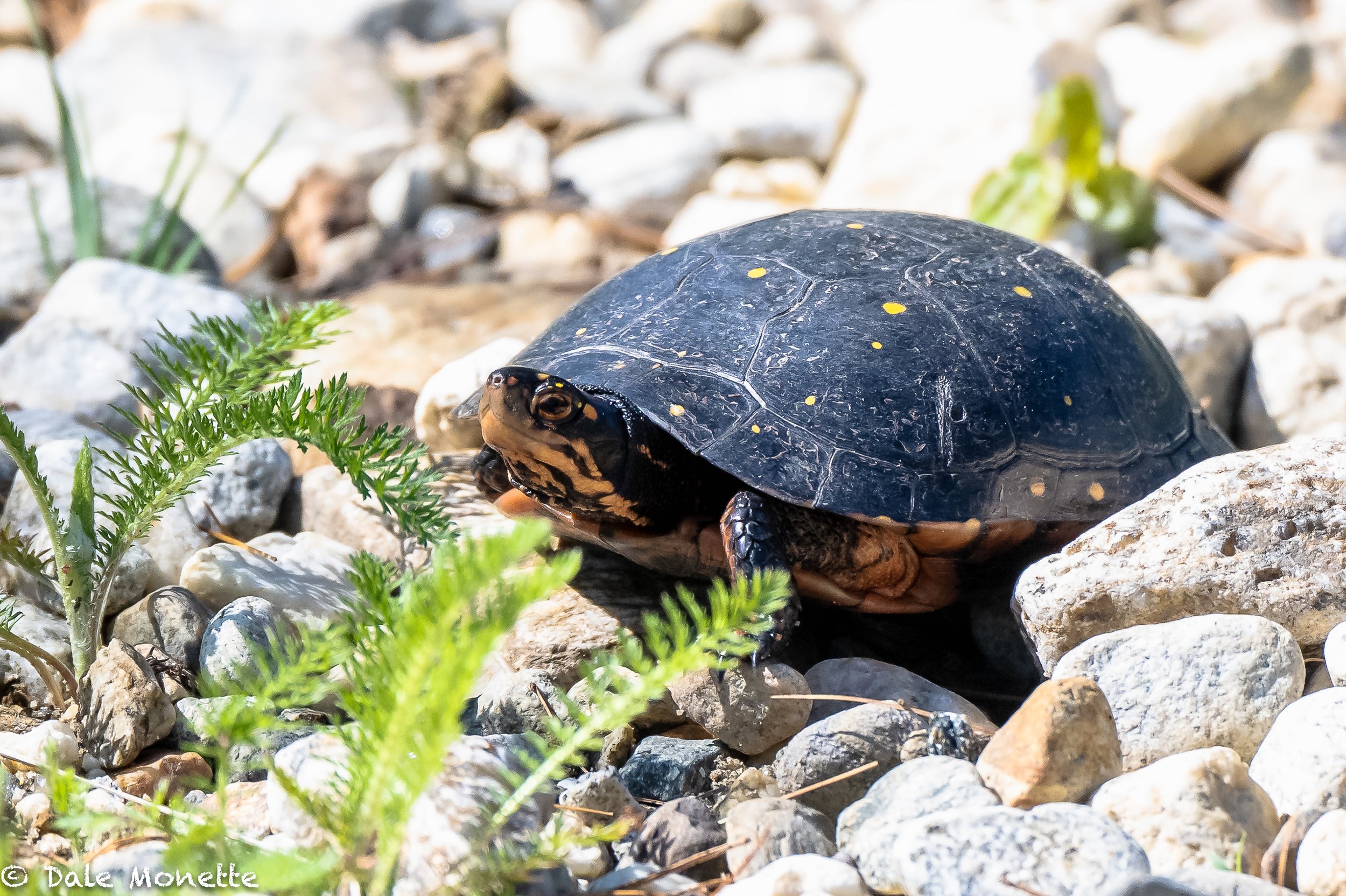   For the next month turtles will be crossing the roads from their ponds to lay eggs, then returning back to their ponds. I found this spotted turtle a few days ago and helped it go where it wanted.  