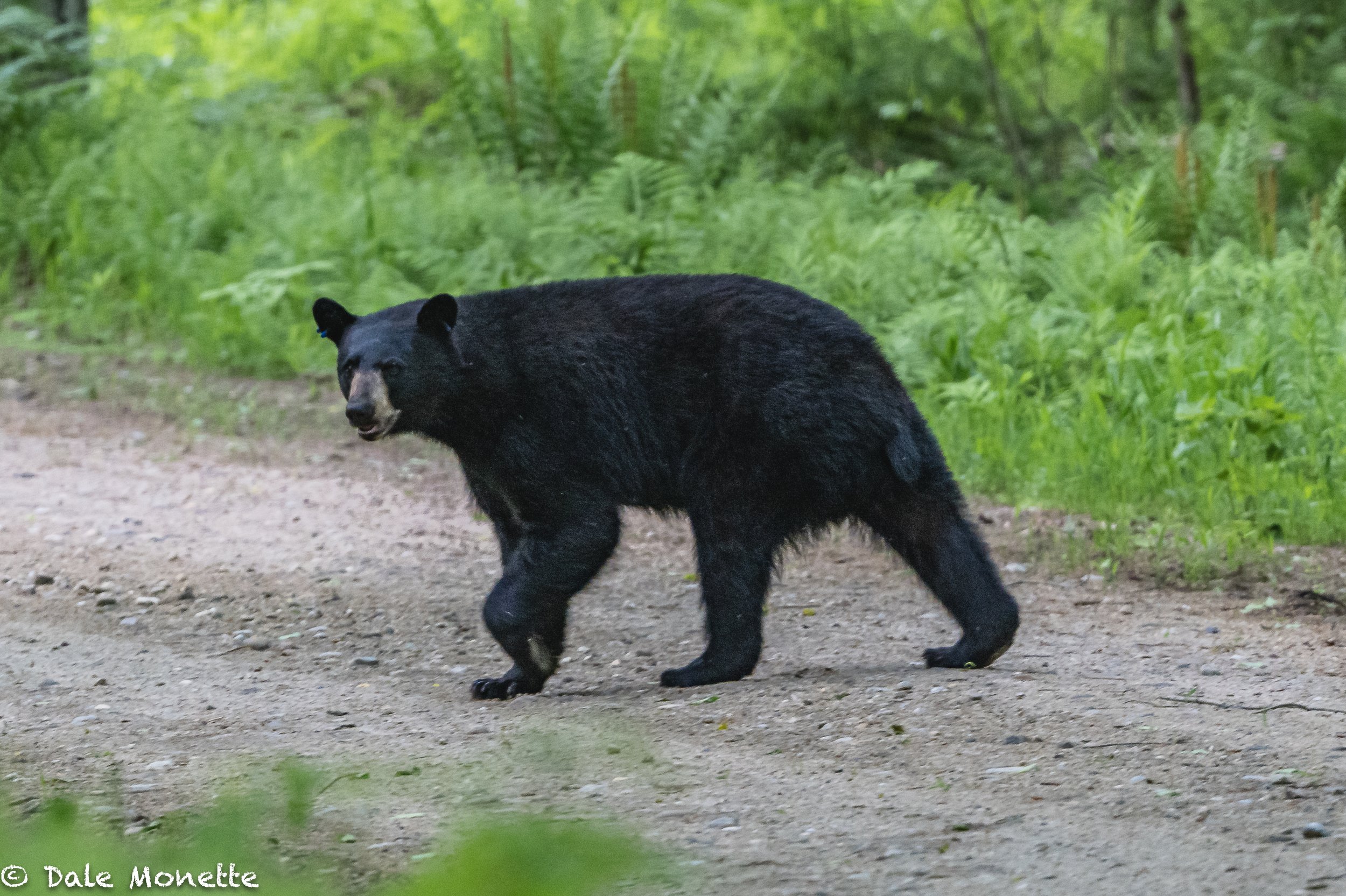   Another black bear appeared in the middle of the road…. he was on a mission!    