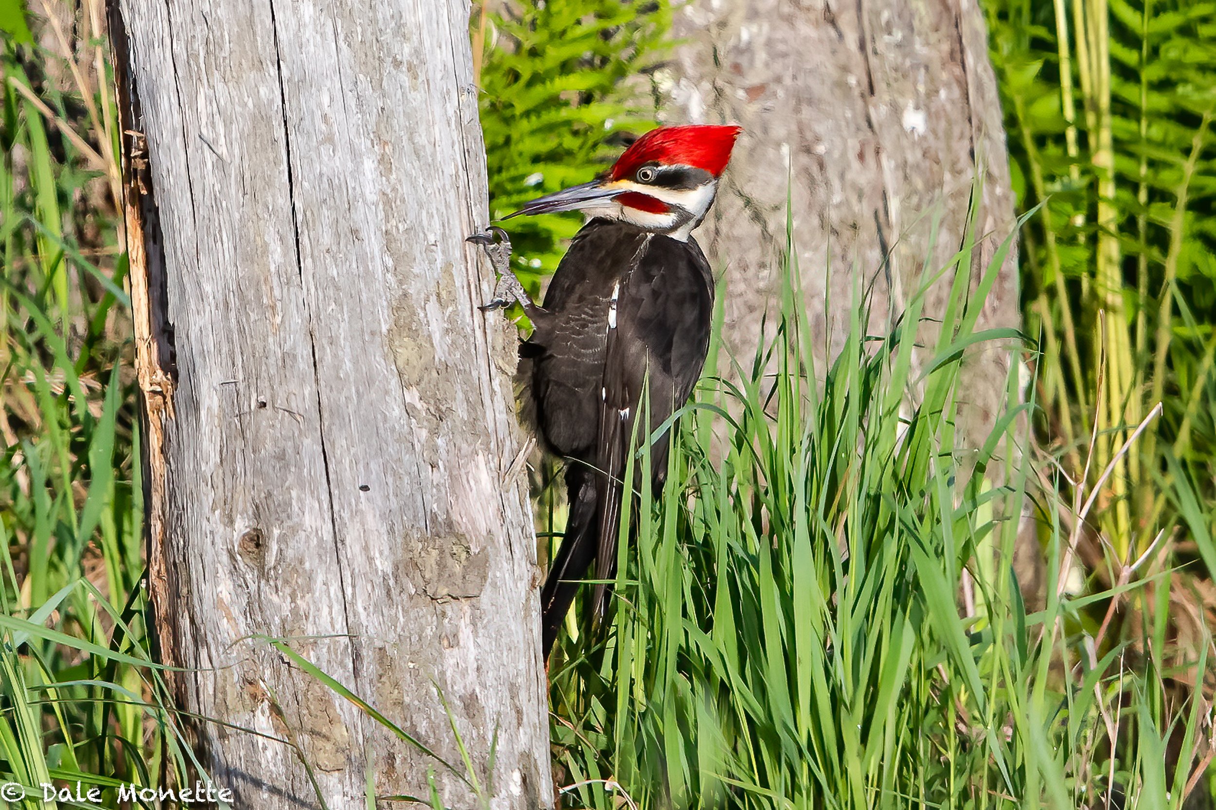   I watched as this pileated woodpecker flew in to a small dead tree on the shore across from me in a local beaver pond. Forty five minutes and lots of wood chips ripped out and ants eaten he left. Look close and you can see his tongue!    