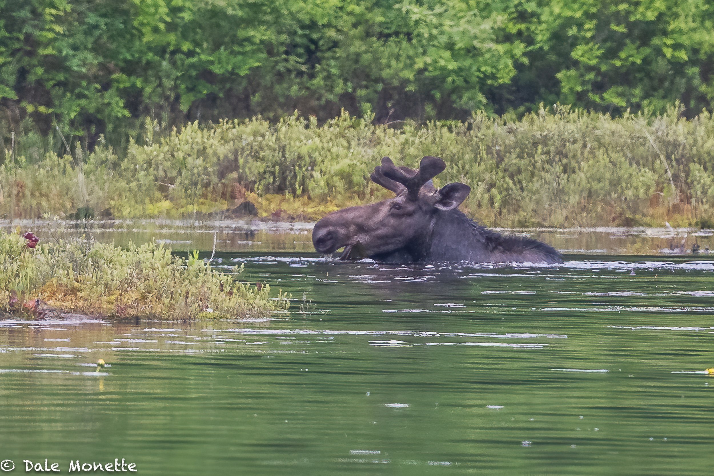   A good swim and lunch at the same time relieves moose from the harassment of thousands of biting insects. This is the first moose I have seen in a pond this year. Right on time !  