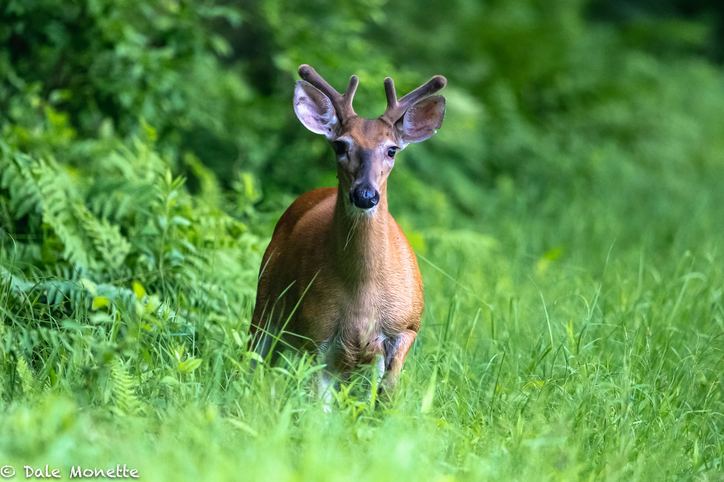   I turned around this morning and this guy was staring me down !    