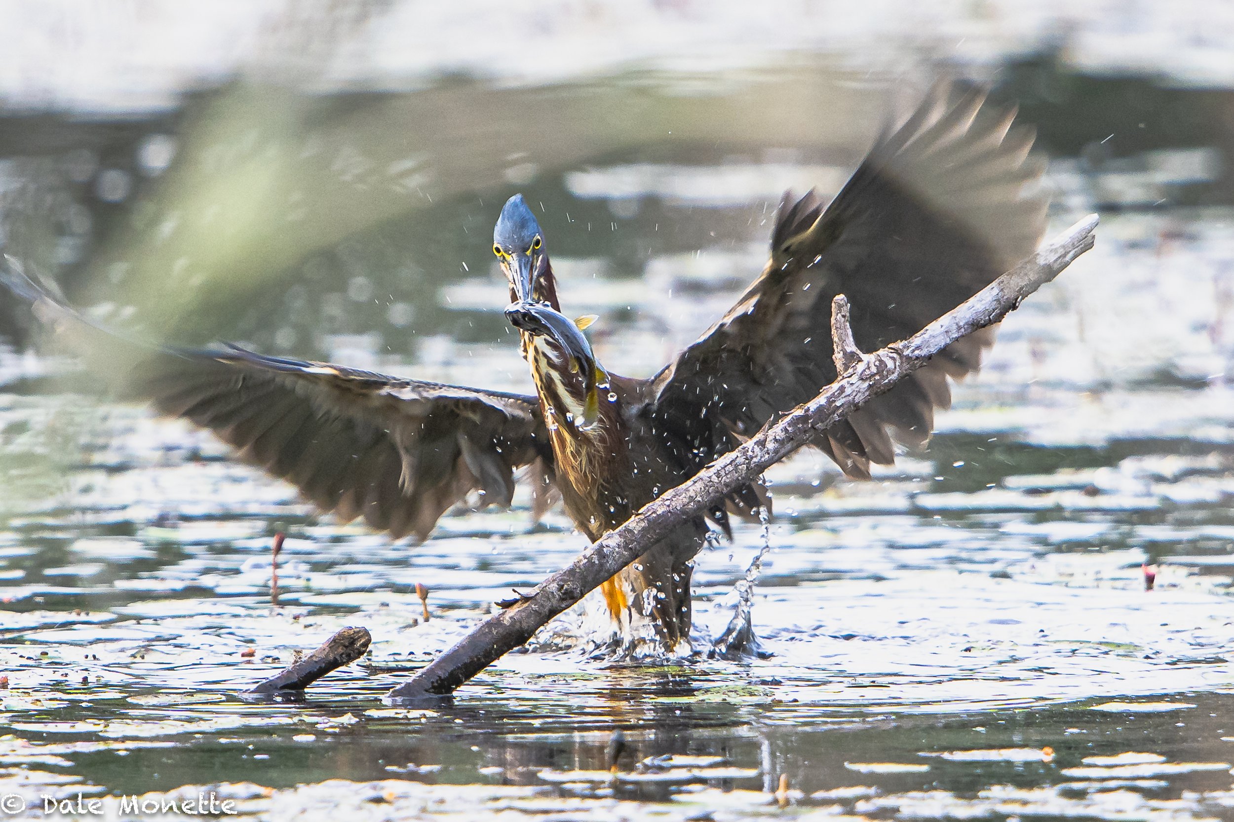   I dont usually think about technical stuff when taking a photo. It happens so fast sometimes I just point the camera in the right direction and hope for the best. Green heron with a sunfish for lunch.  