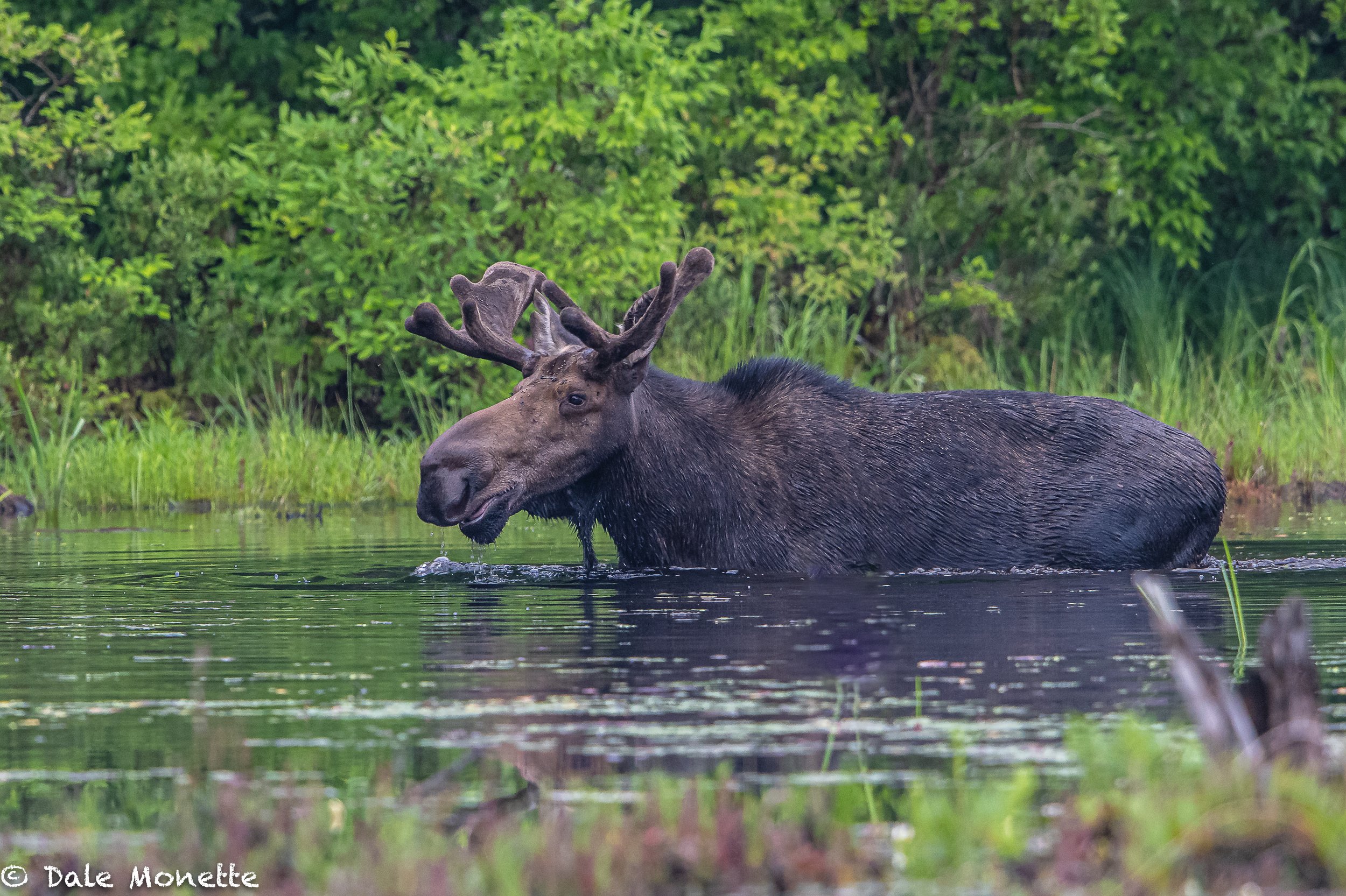   I see this moose every year in the same pond. He has an unmistakable notch in his right ear.  Easy to tell him from other bulls in the area.  