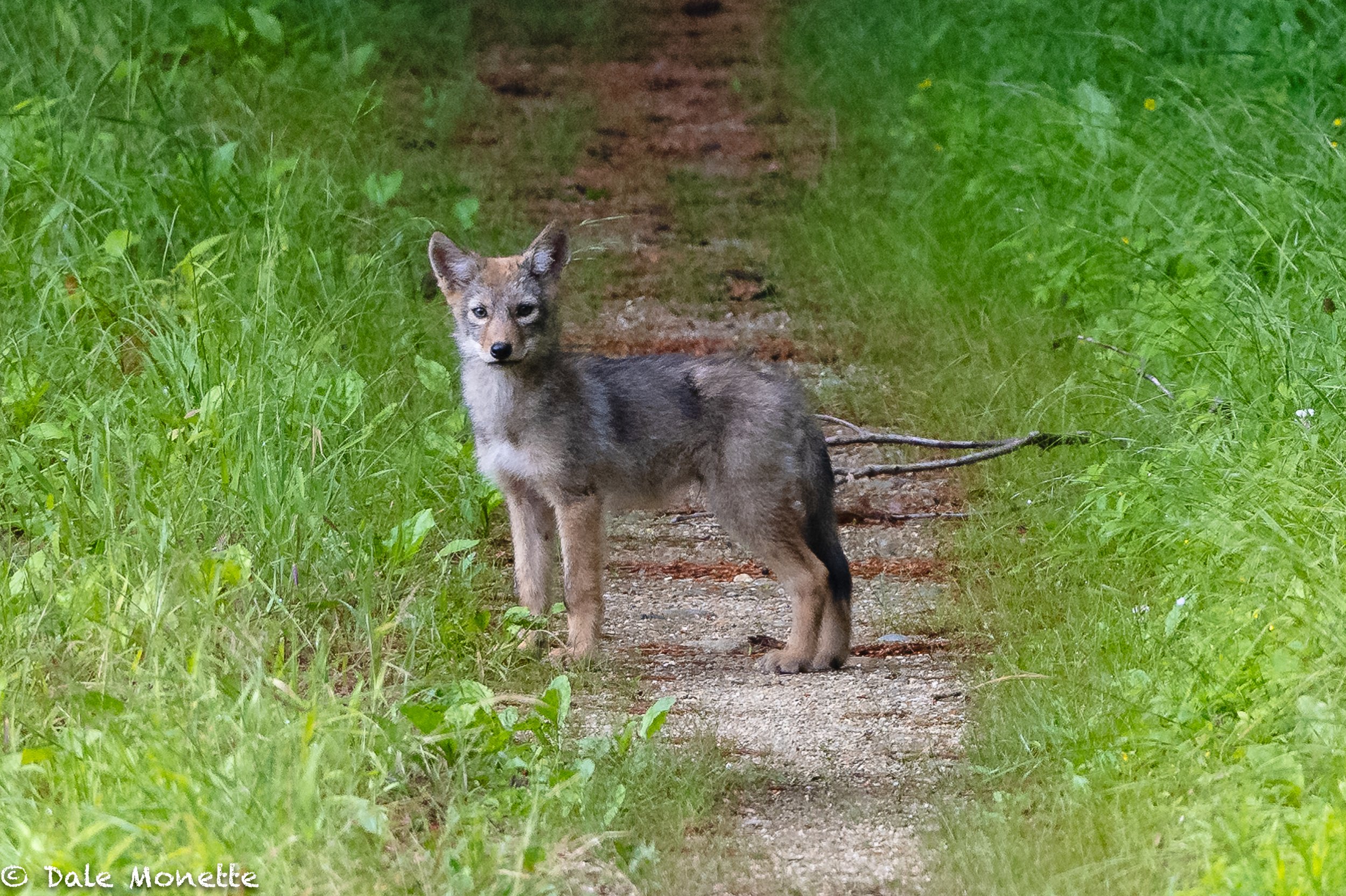   I walked up on 2 eastern coyote puppies a few days ago playing in the middle of the trail.  I was able to get a few photographs before they disappeared into the woods.  