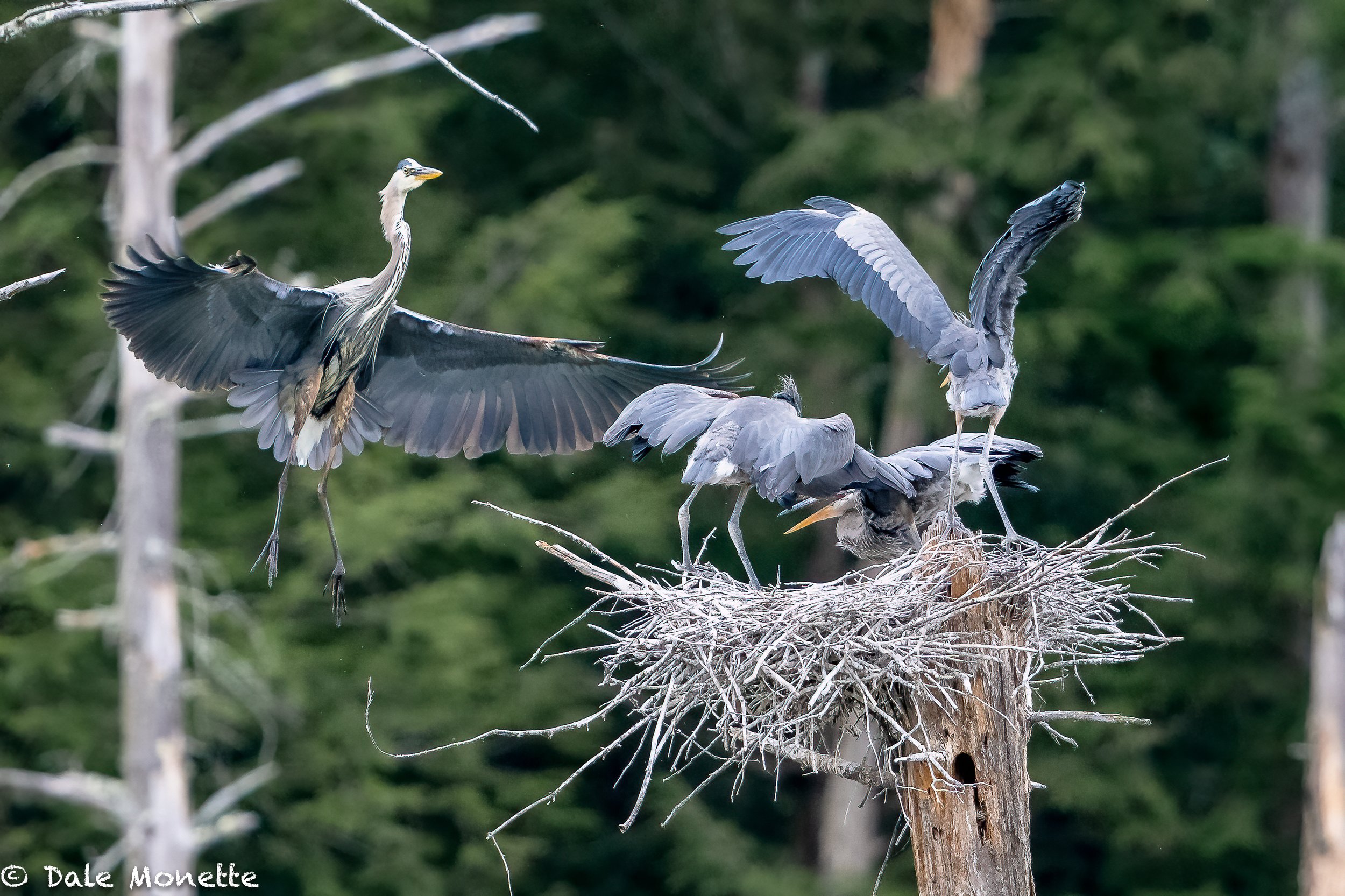   Here comes dinner !  In a week or so these 3 great blue heron chicks, which are almost full grown, will be out and on their own. They will hang around the nest for a week or two before they cut the ties completely   