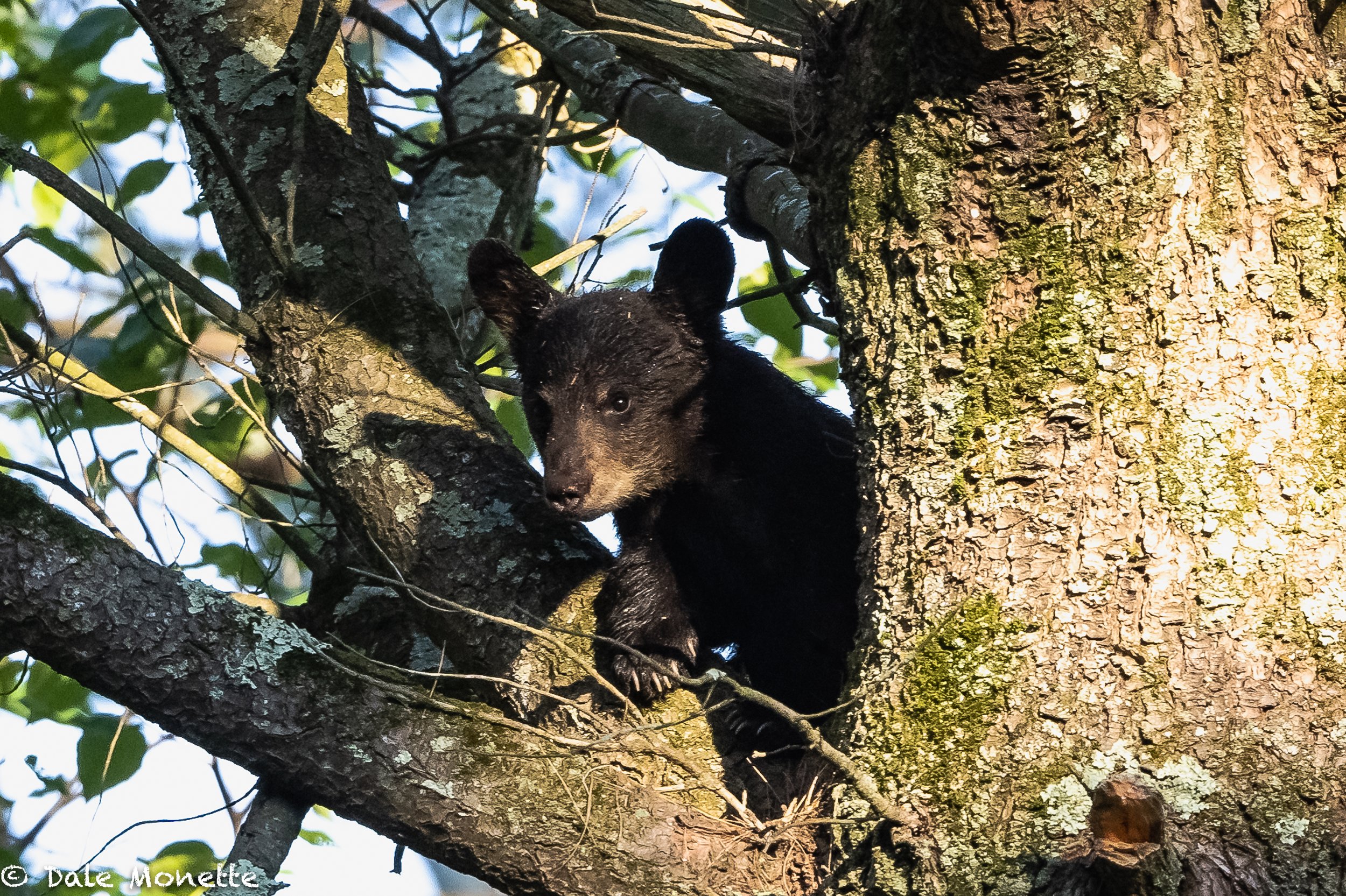   I spotted these 2 cubs,( or they spotted me,)  that were up in a tree about 40 feet high.  I was about 100 yards away and I took a few photos and then promptly left. On my way out in about an hour, they were gone. Here’s the smallest of the two.  