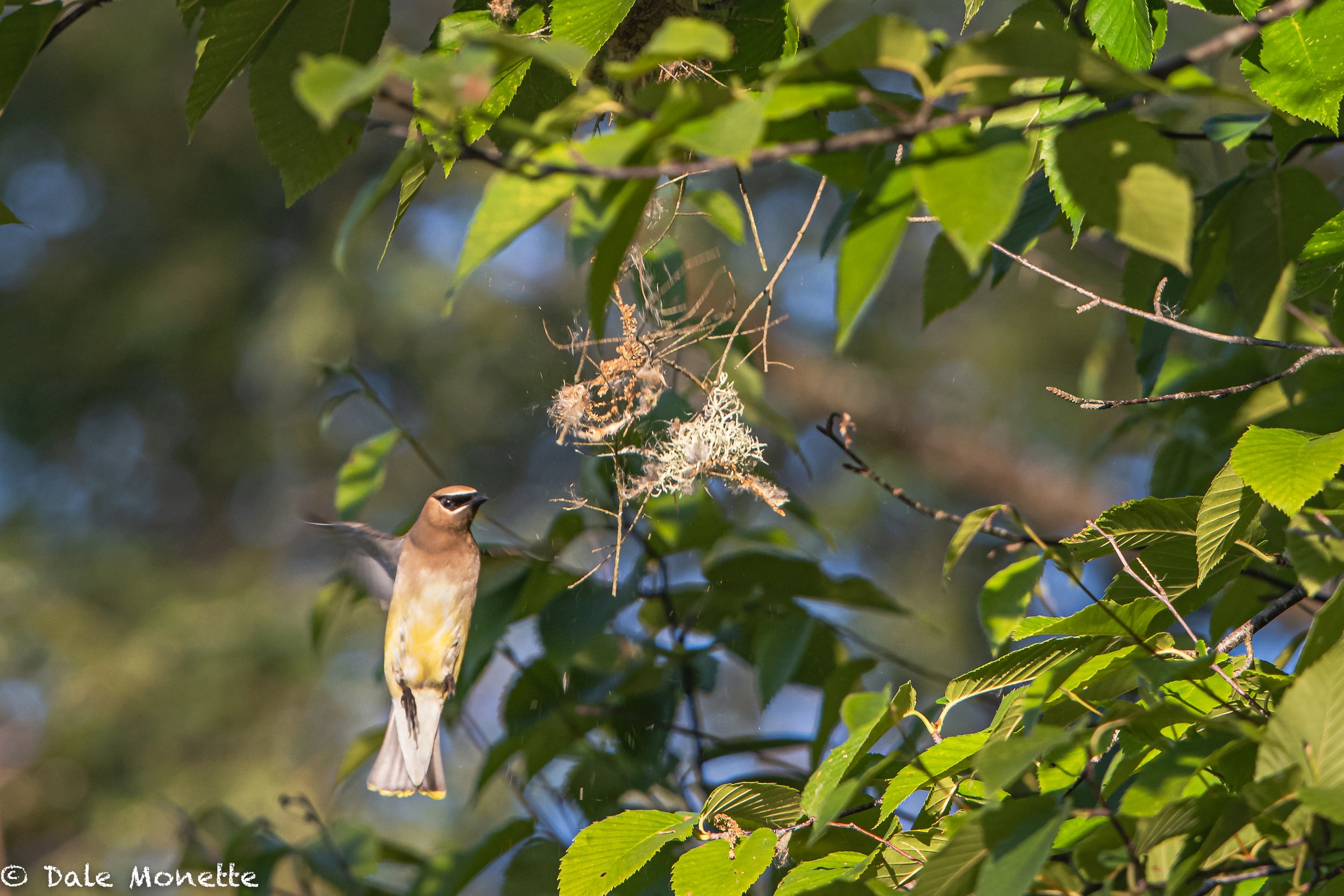   I   was watching a pair of cedar waxwings building a nest when part of it started to fall.   A few minutes later they were back building.  