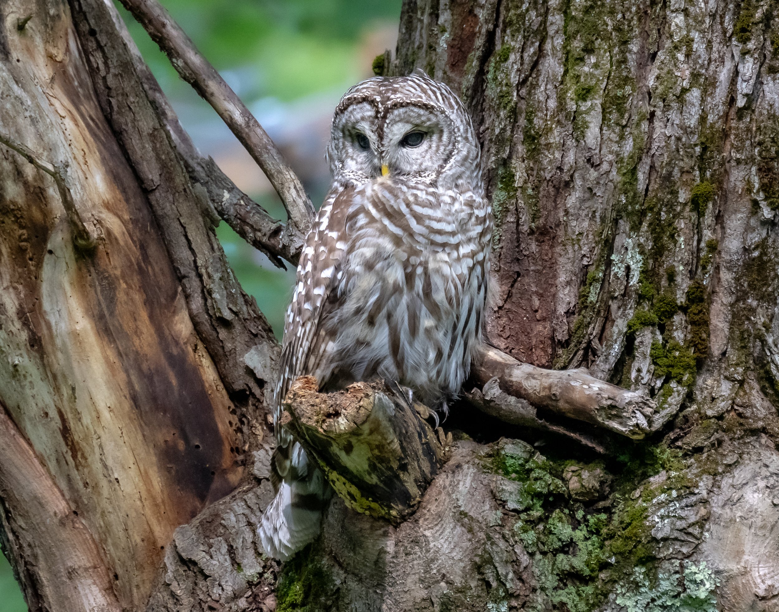   Here’s our back yard barred owl buddy. It lives around our house and we see it quite often. One morning it was hunting our lawn from the roof of my car!  