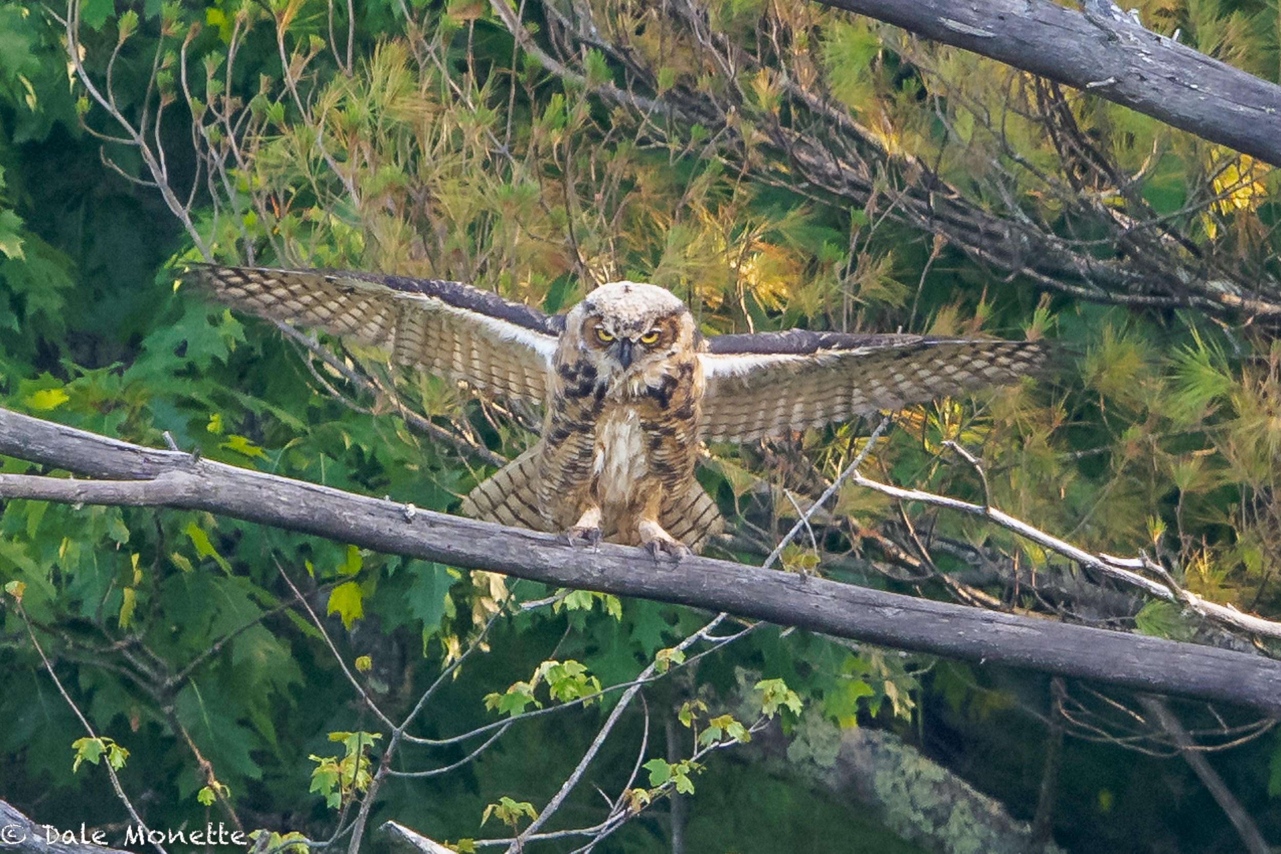   A young great horned owl flashes his wings to a sibling sitting lower down in the neighboring trees.  
