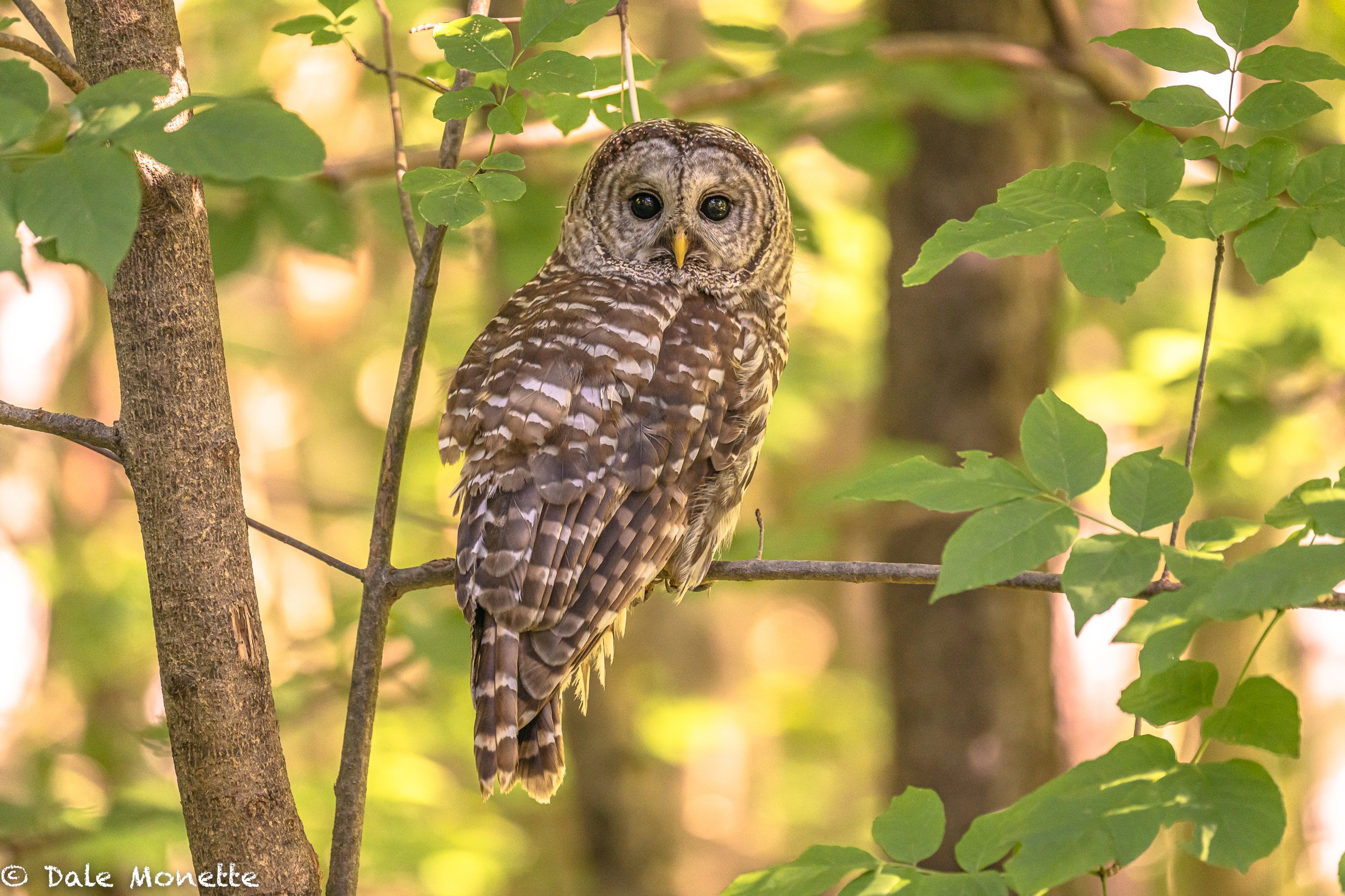   This barred owl has taken a liking to our yard. At least today he is not  hunting from  the roof rack on my Toyota Rav 4…  
