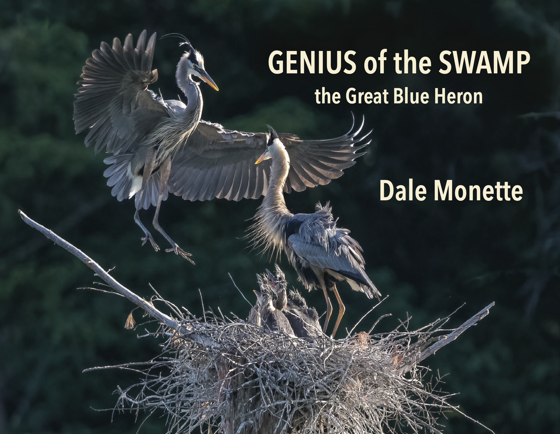   IT’S RELEASED !    Book number three.  Three years in the making Great blue herons and their relationships with beavers and other critters they share their ponds with.  
