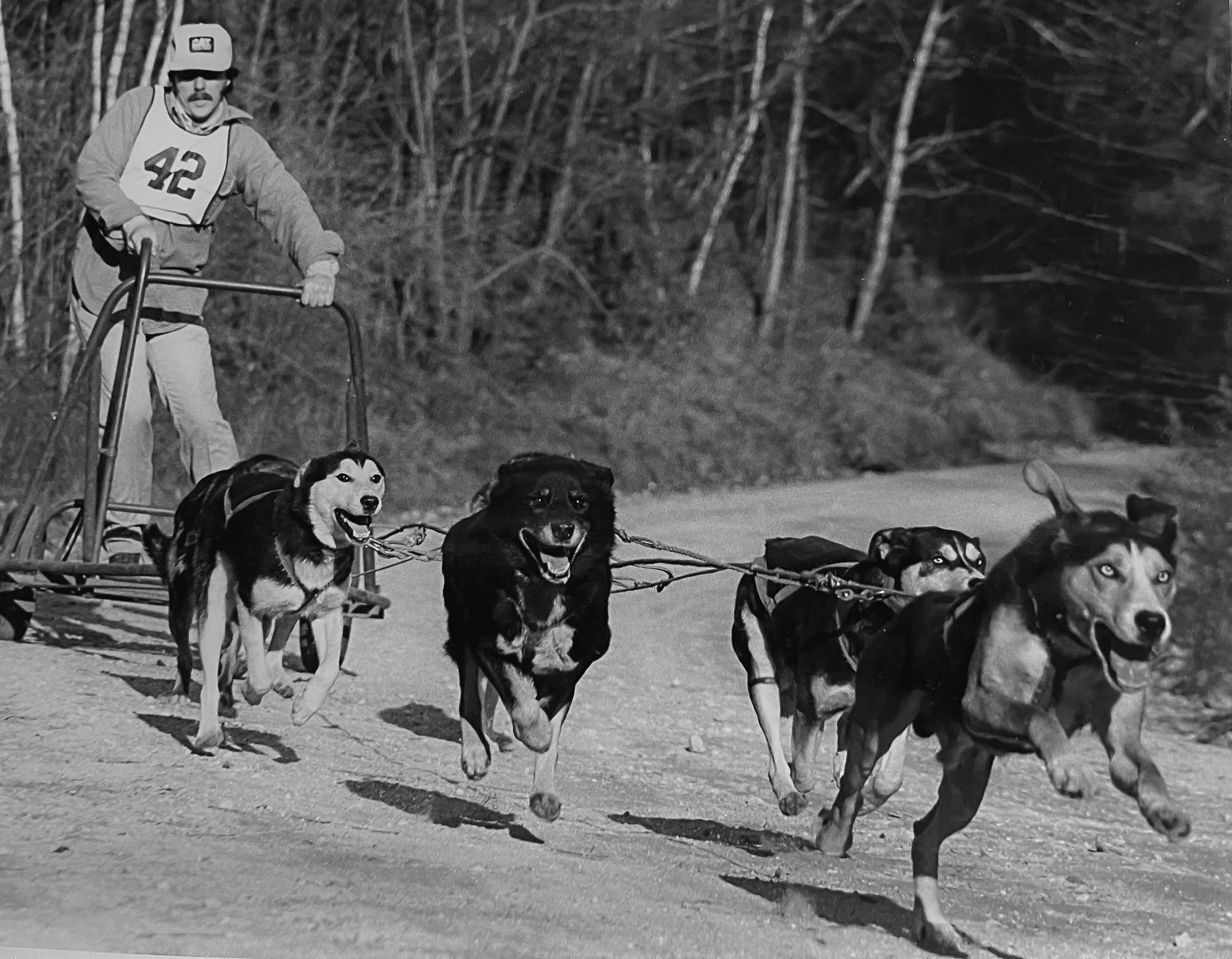   Surprise !   From 1971 until 1986 I raised and raced sled dogs all around the Northeastern US.  Here I am training a 6 dog team in a race with training rigs in Royalston MA in the early 1980’s.  