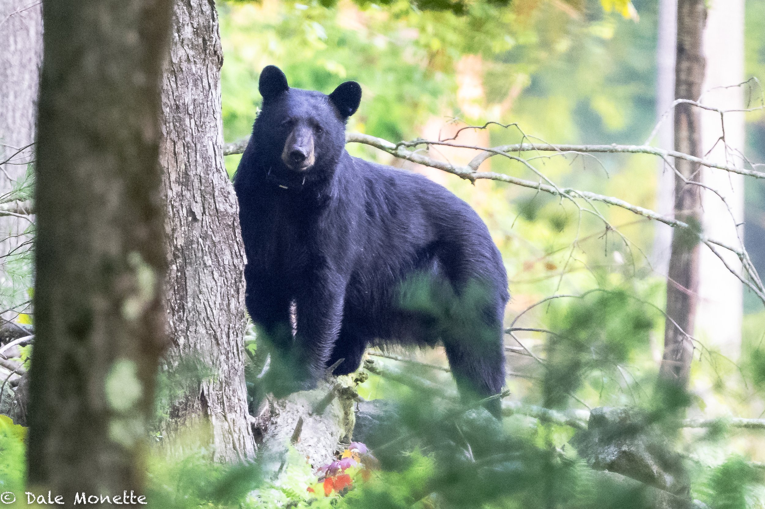   I saw this female bear with 2 cubs tagging along. She was standing up on her hind legs looking at me when I spotted her watching me.    She has a radio collar on from MassWildlife used to follow her.  