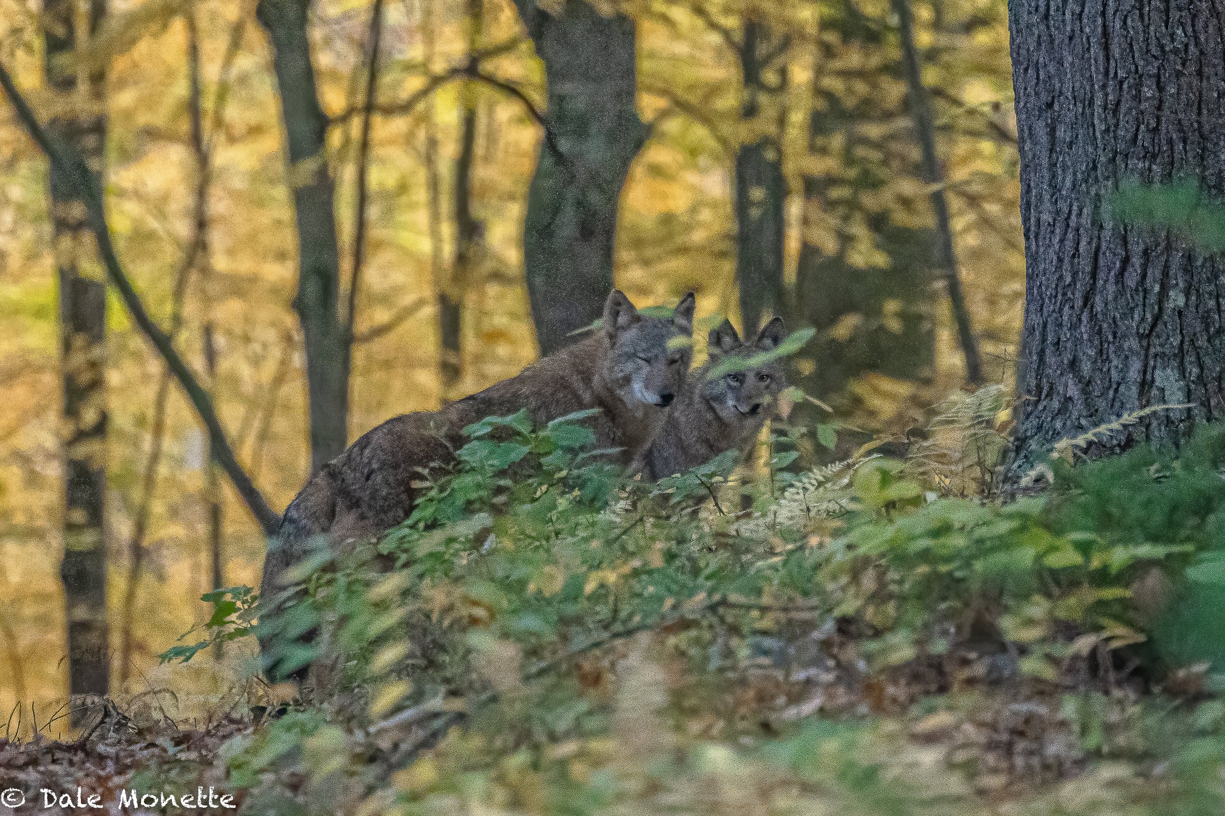   I found a pair of coyotes who were interested in what I was, when they figured it out, they ran off into the woods. ISO on my camera was 3200 as it was very dark.  