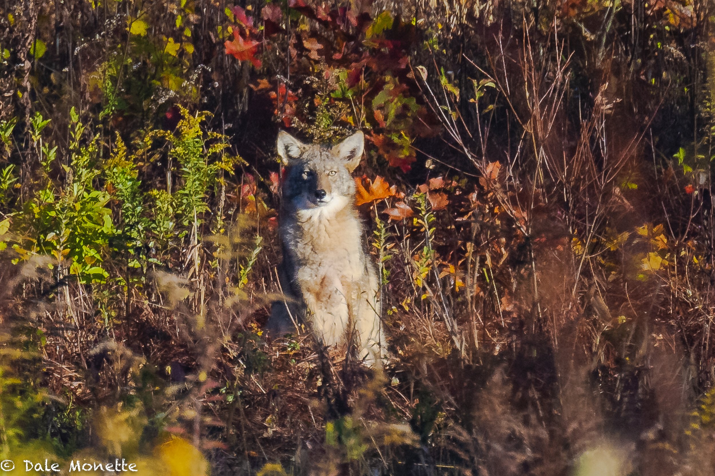   An early morning coyote takes a break from hunting mice to warm up in the rising sunshine…  