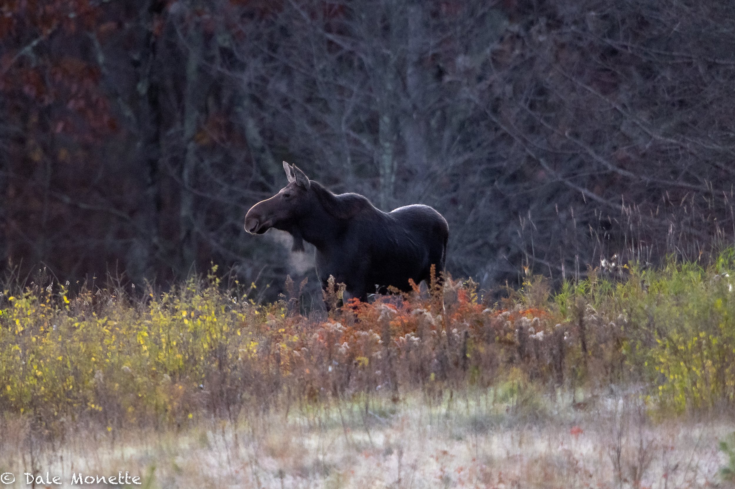   Early  morning sun backlighting this healthy female moose and her breath at 30 degrees F.  