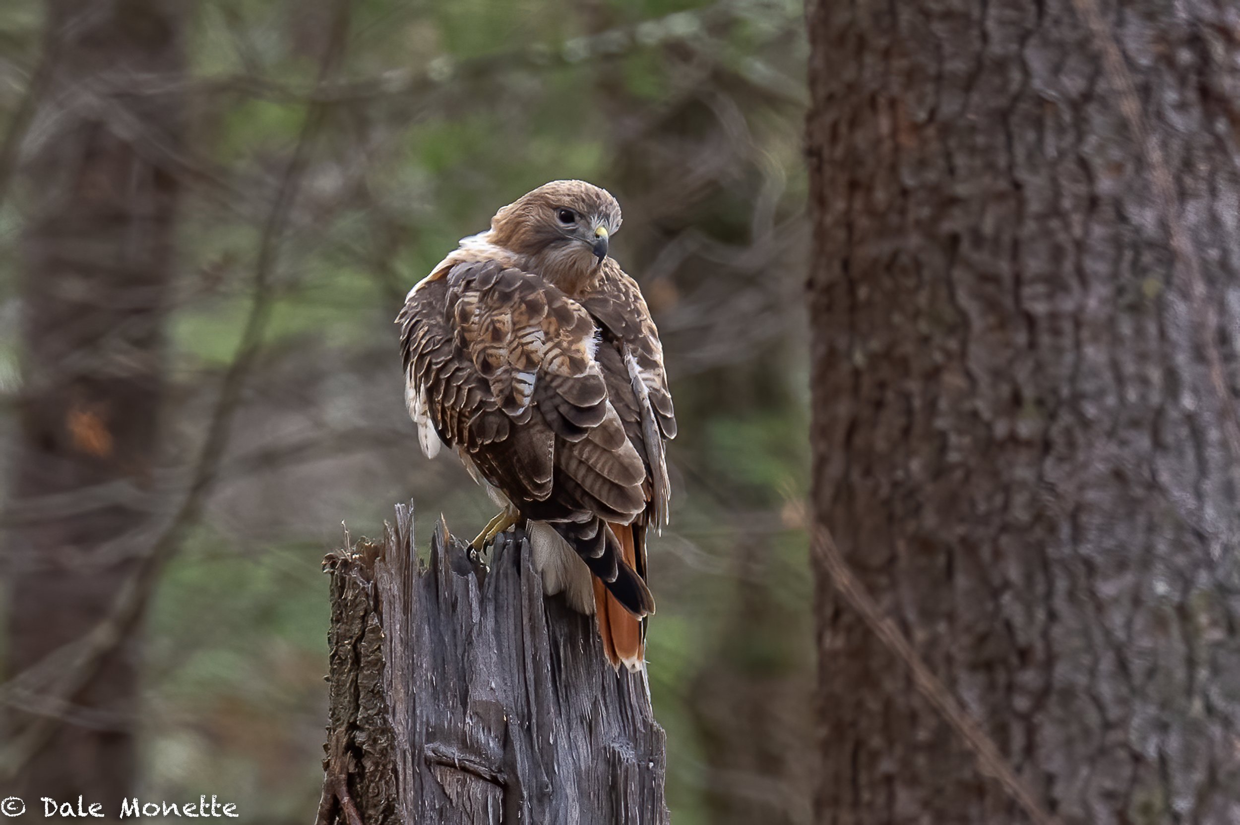   It was a very good year for red tail hawks.  They seem to be everywhere.    