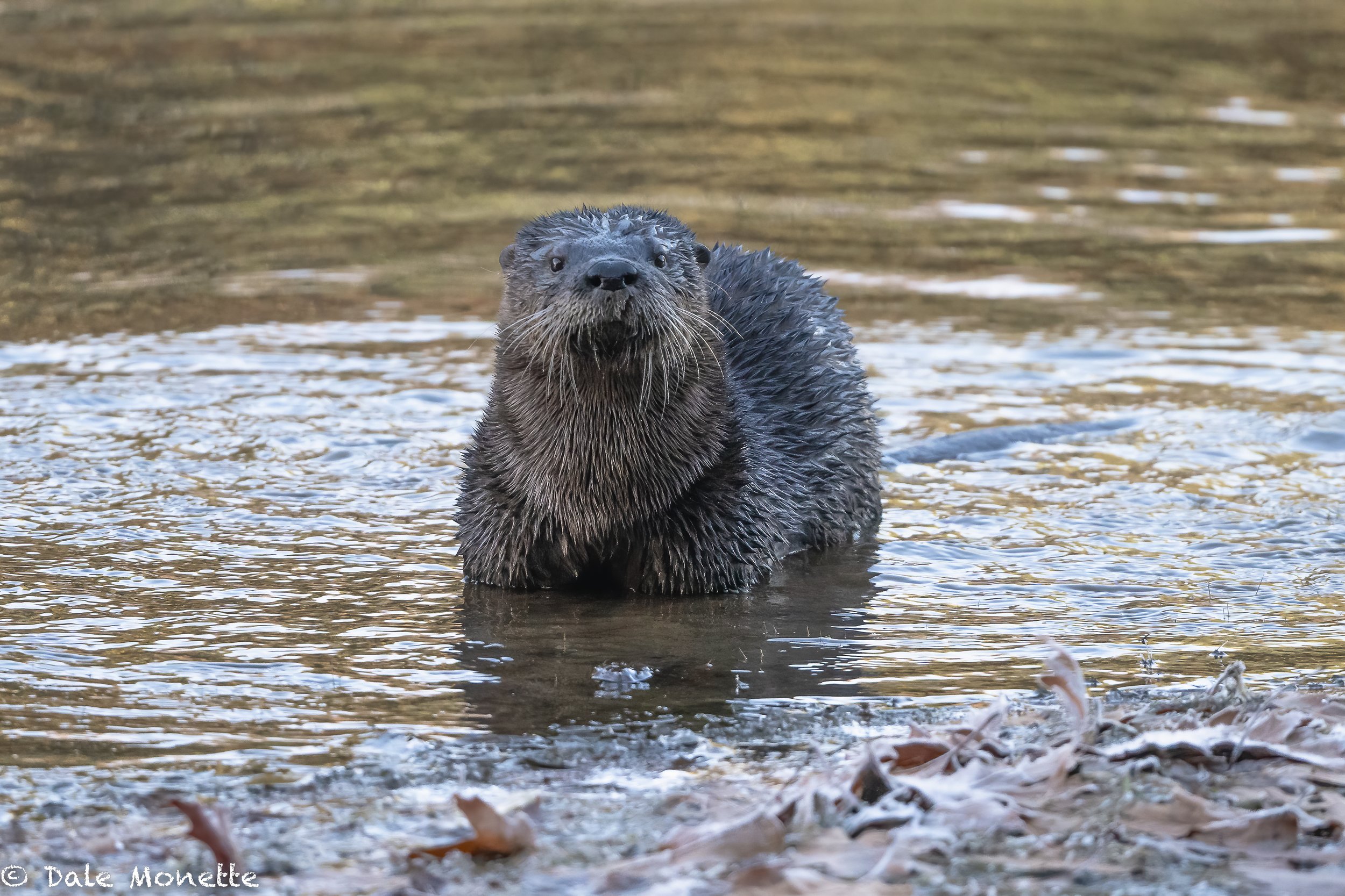   I use a Nikon Z9 camera. It has an electronic shutter which means no clunking mirror thus its silent.  This otter came so close I thought he was coming right up to sniff my boots.   He didn’t hear the camera shooting and I wasn’t moving so he wasn’