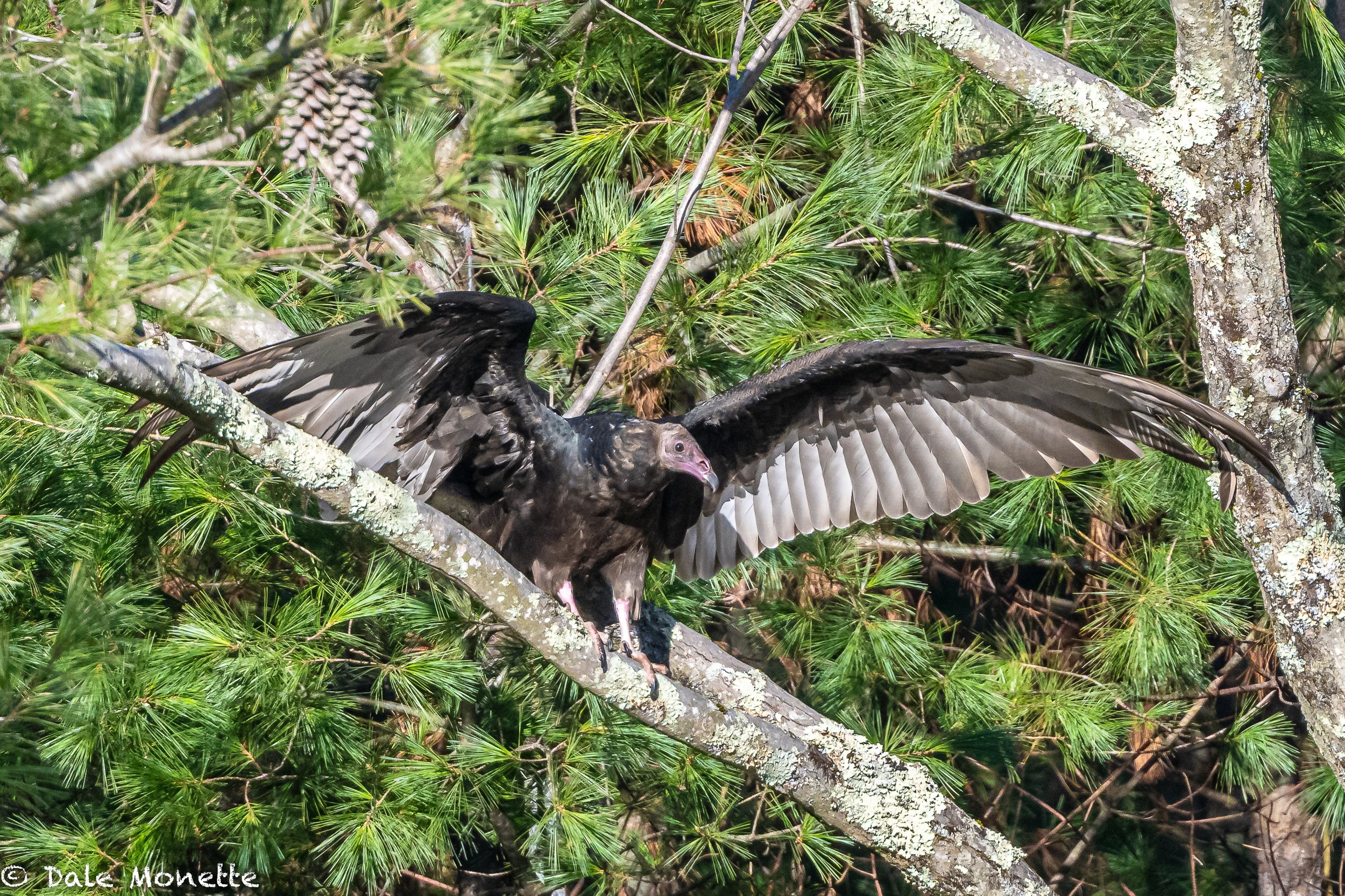   This turkey vulture flew out of a tree I was standing under and landed about 60 yards away. They open their wings to gather heat from the sun on cold mornings.  