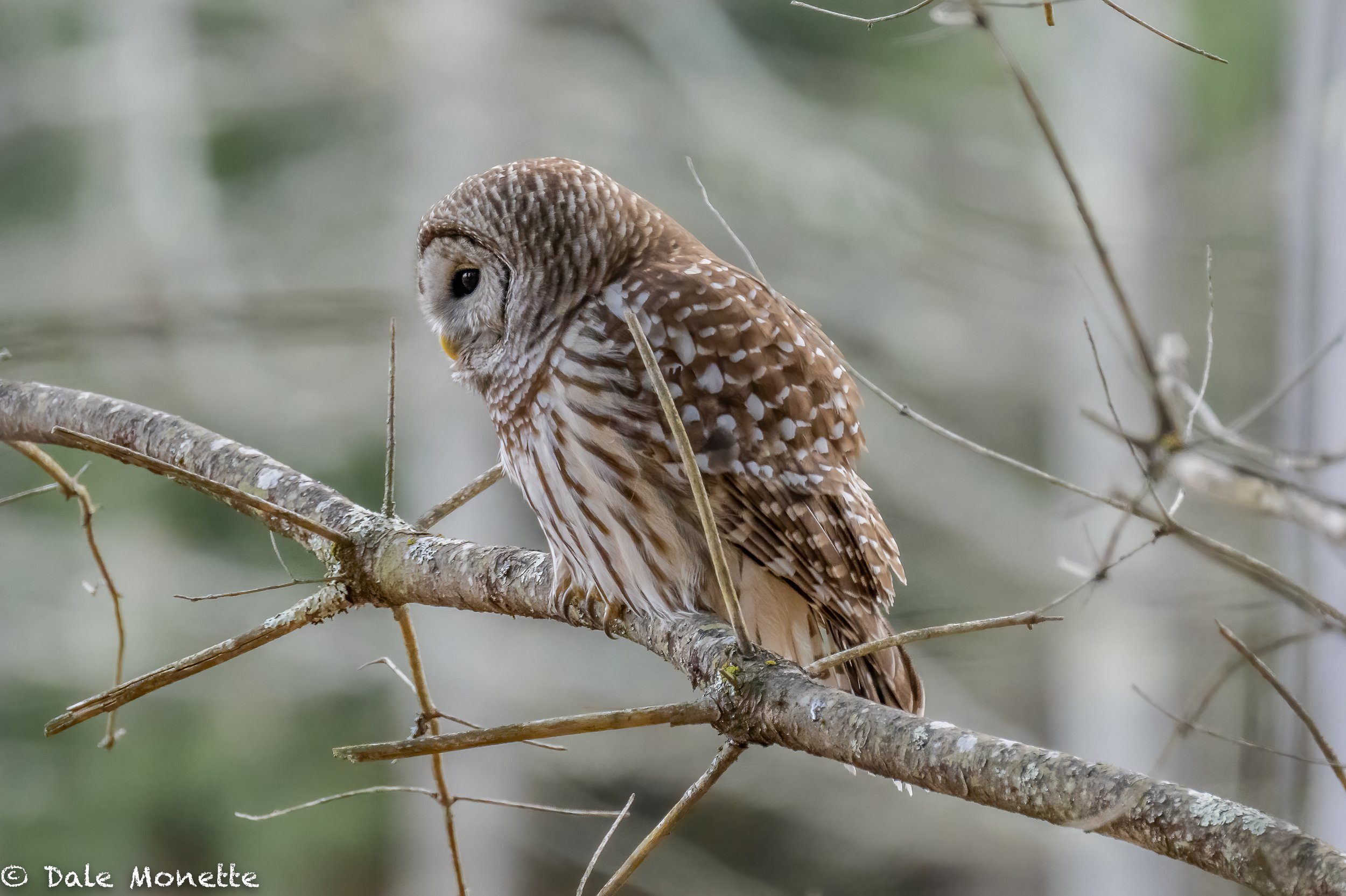   One of the many barred owls that are hunting the woods and fields this year in the North Quabbin area.  Always fun to watch and photograph.  