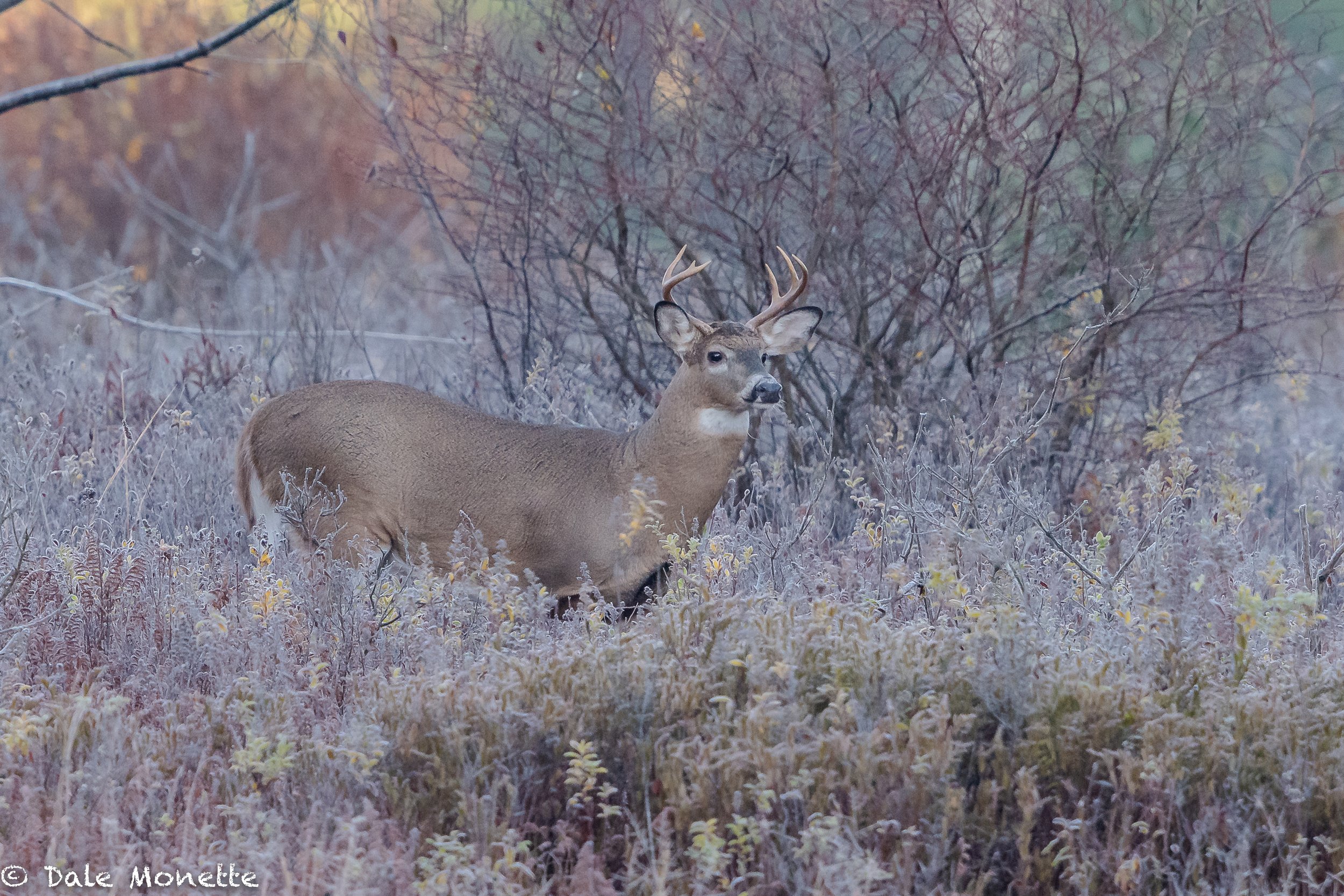   After chasing and photographing moose for the last 2 months, a deer seems so small !    