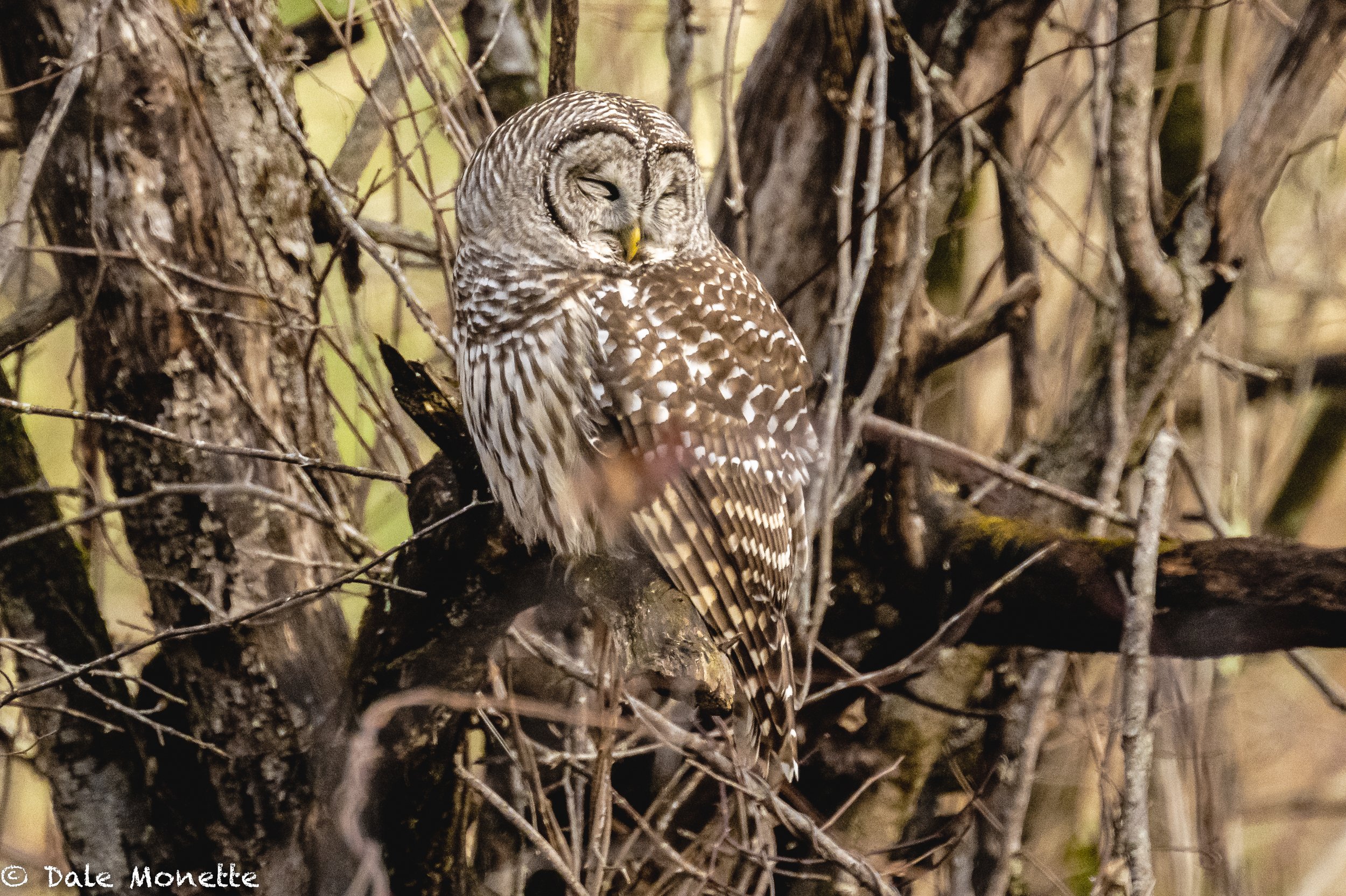   I found another barred owl this morning.  This time he was snoozing in the sunlight…..  