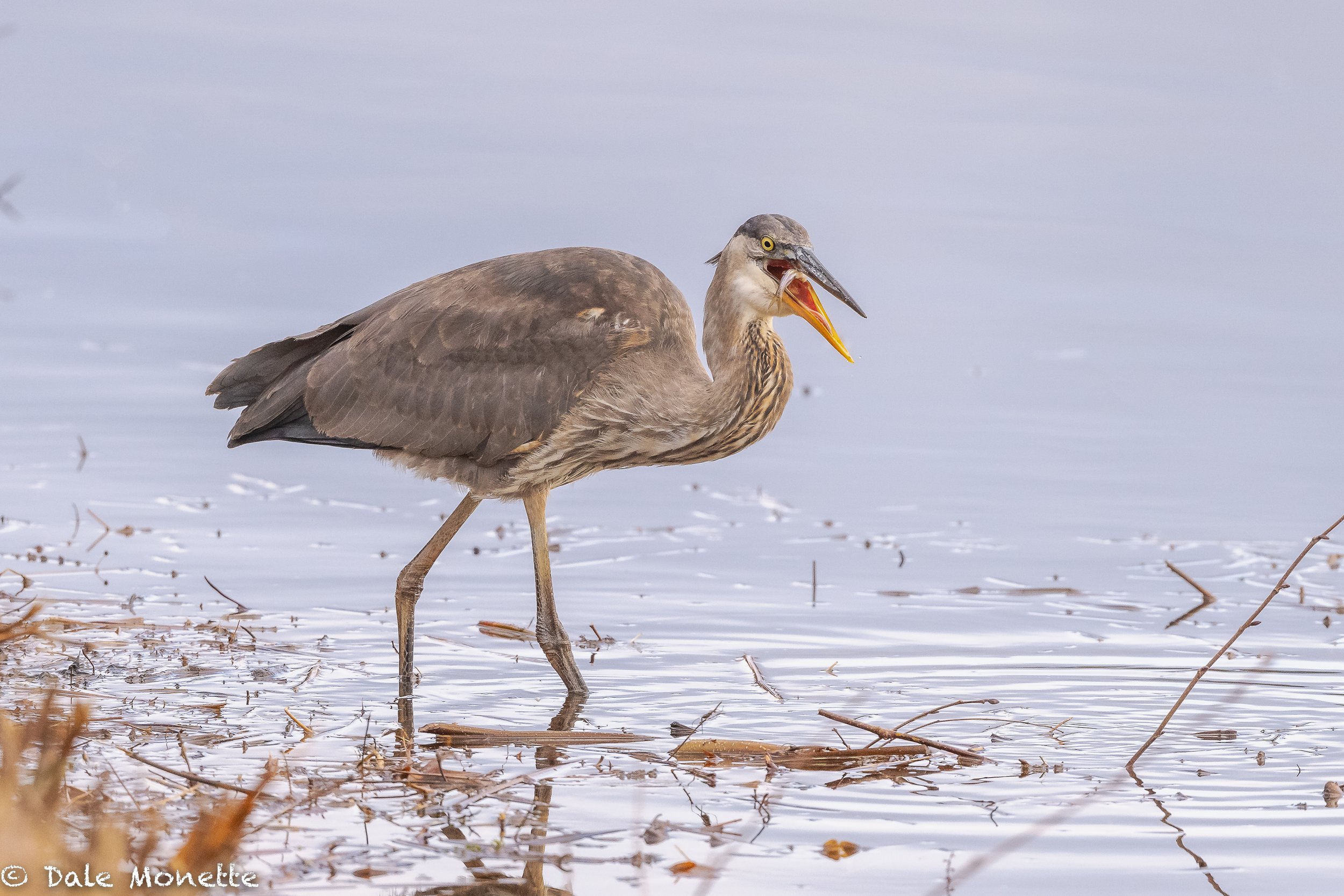   I   found this great blue heron busily feeding on minnows this morning along the Connecticut River.  I watched him for about an hour and 15 minutes. In that time he swallowed approximately 40 to 50 small minnows and totally ignored me taking photos