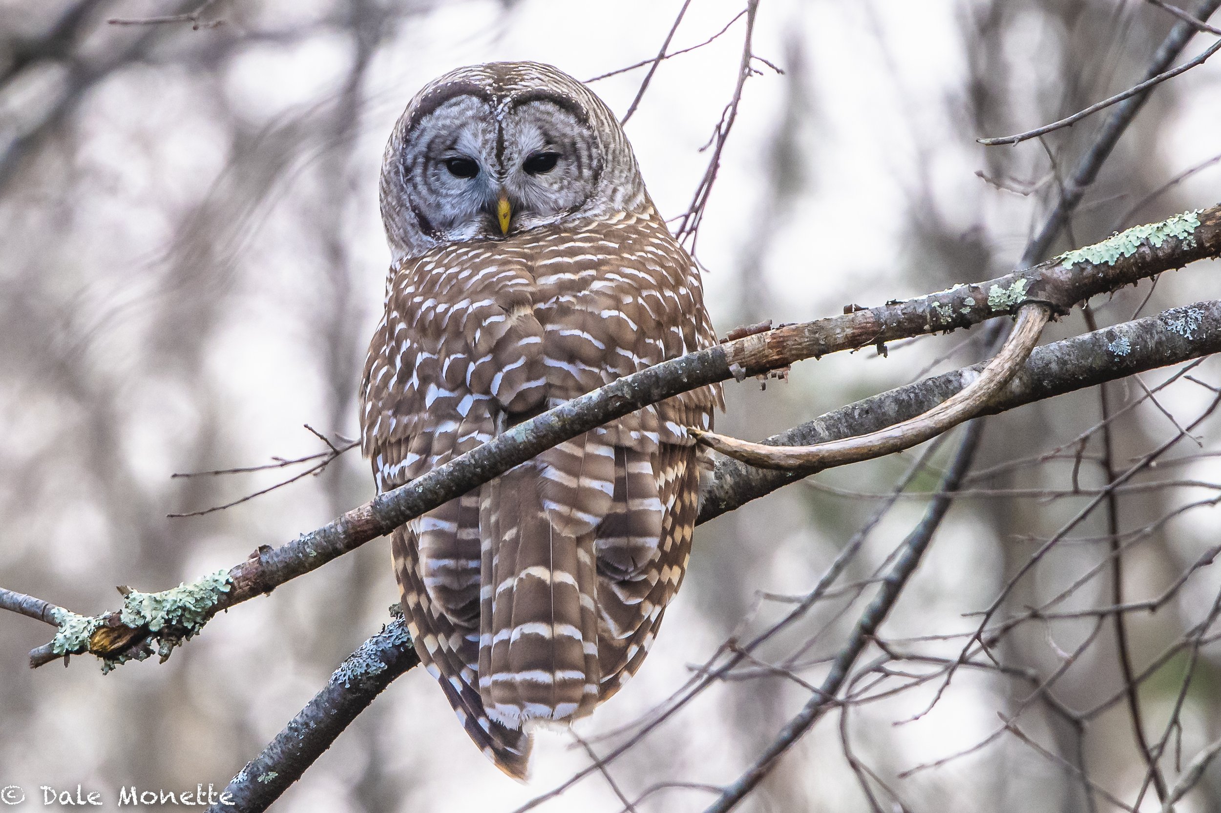   I can never have to many barred owl photos ! I found this one hunting along the edge of an old apple orchard a few days ago.  