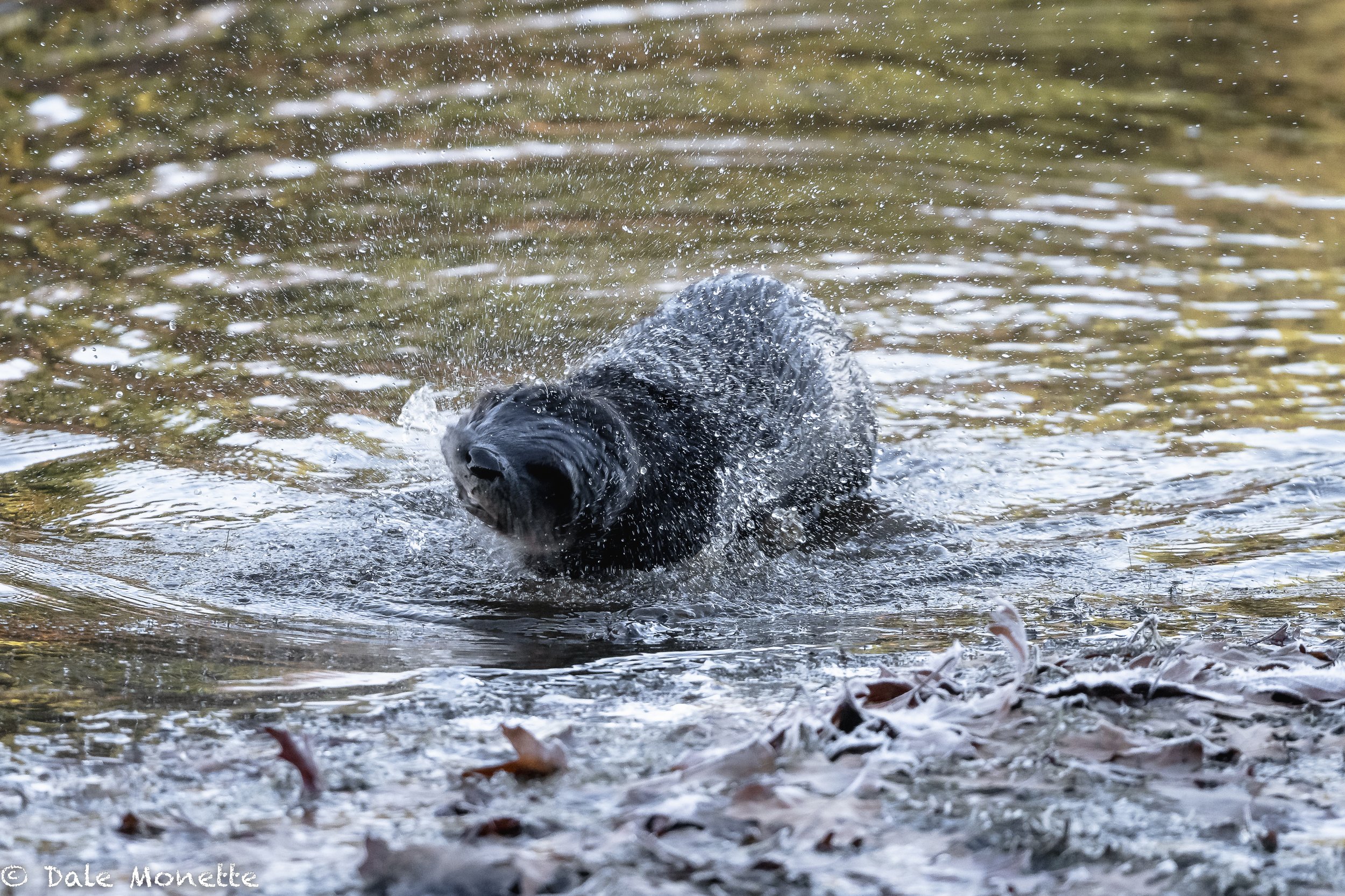   It pays to have a camera with an electronic shutter = no shutter noise!    Animals walk right by me when I’m taking photos and never see or hear me like this otter that shook right in front of me!  
